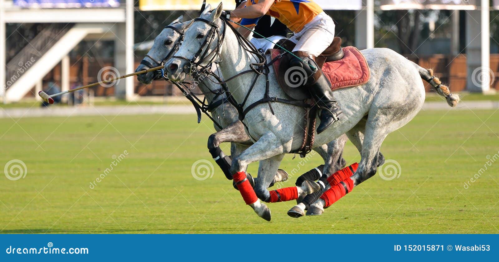 Foto de Cavalos De Polo e mais fotos de stock de Jogo de Polo