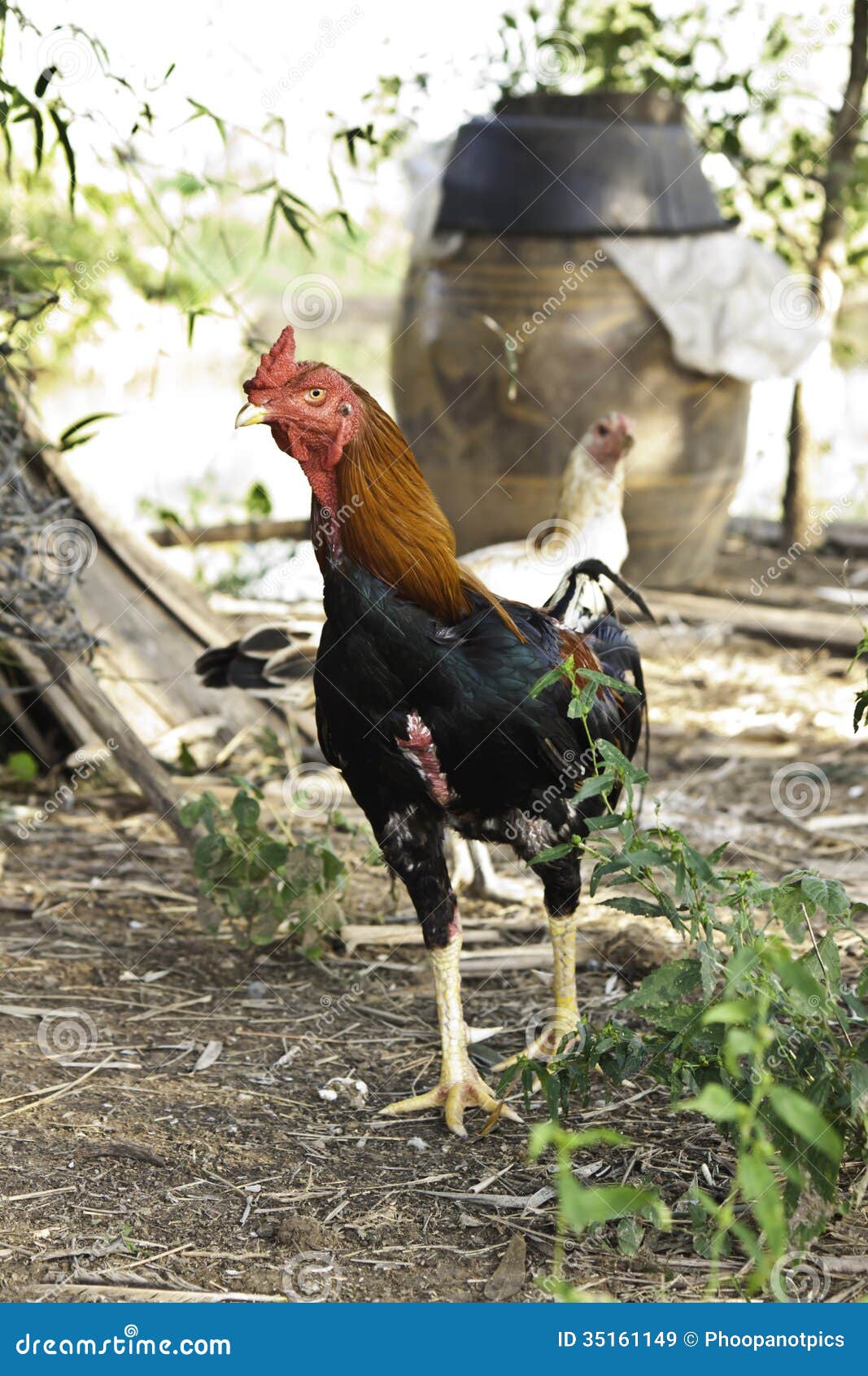 Foto de Galo De Briga É Um Tipo De Jogo Galinha E Galo e mais fotos de  stock de Animal - Animal, Bico, Briga de Galo - Caça de Animais - iStock