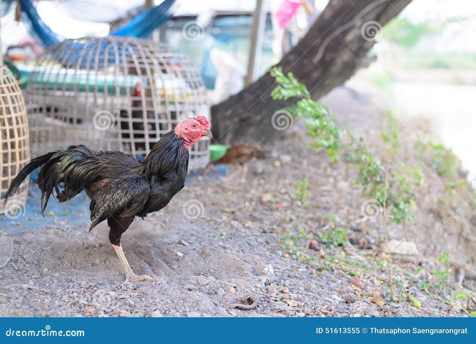 Jogos com RINHA DE GALO 