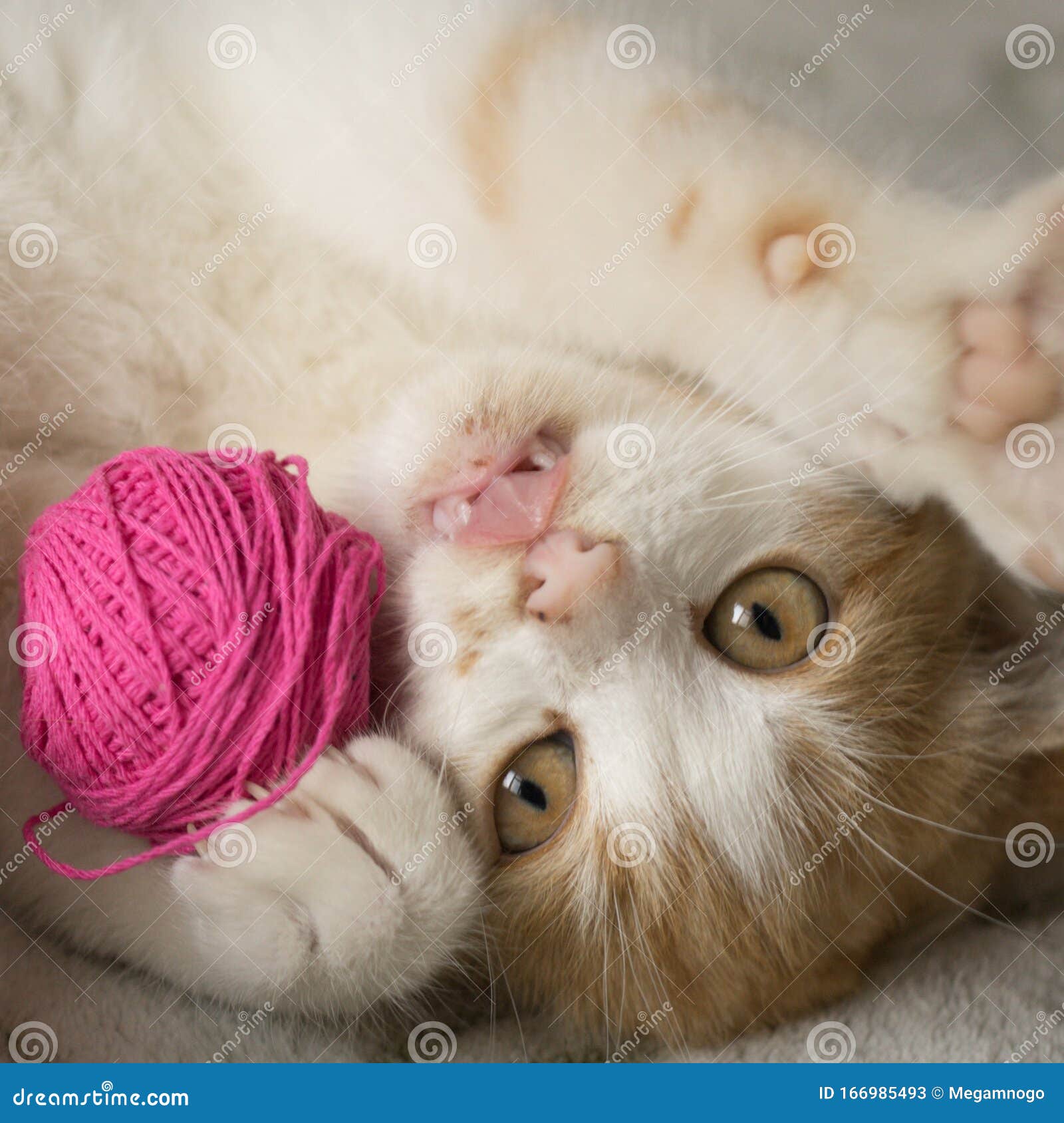 O gato fofo está brincando com uma bola de fios rosa. curioso gatinho  deitado em cima