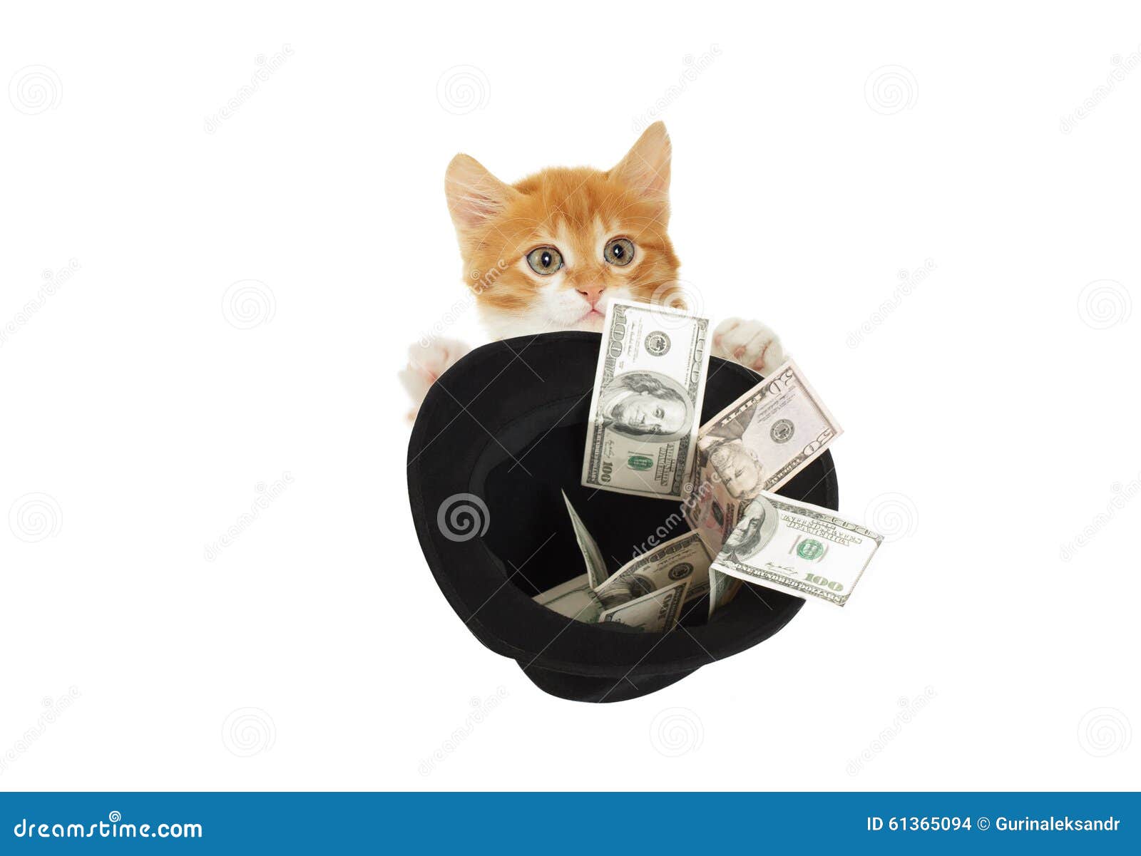 Coloque algum dinheiro no gatinho com Cats and Cash!