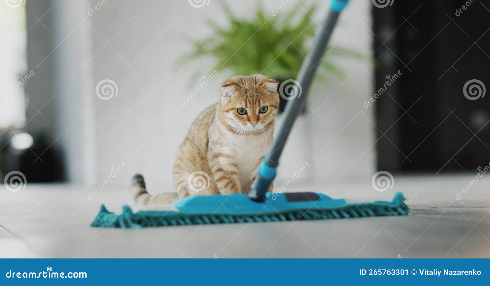 O Gato Assiste Como Eles Lavam O Chão Se Assusta Com O Esfregão E