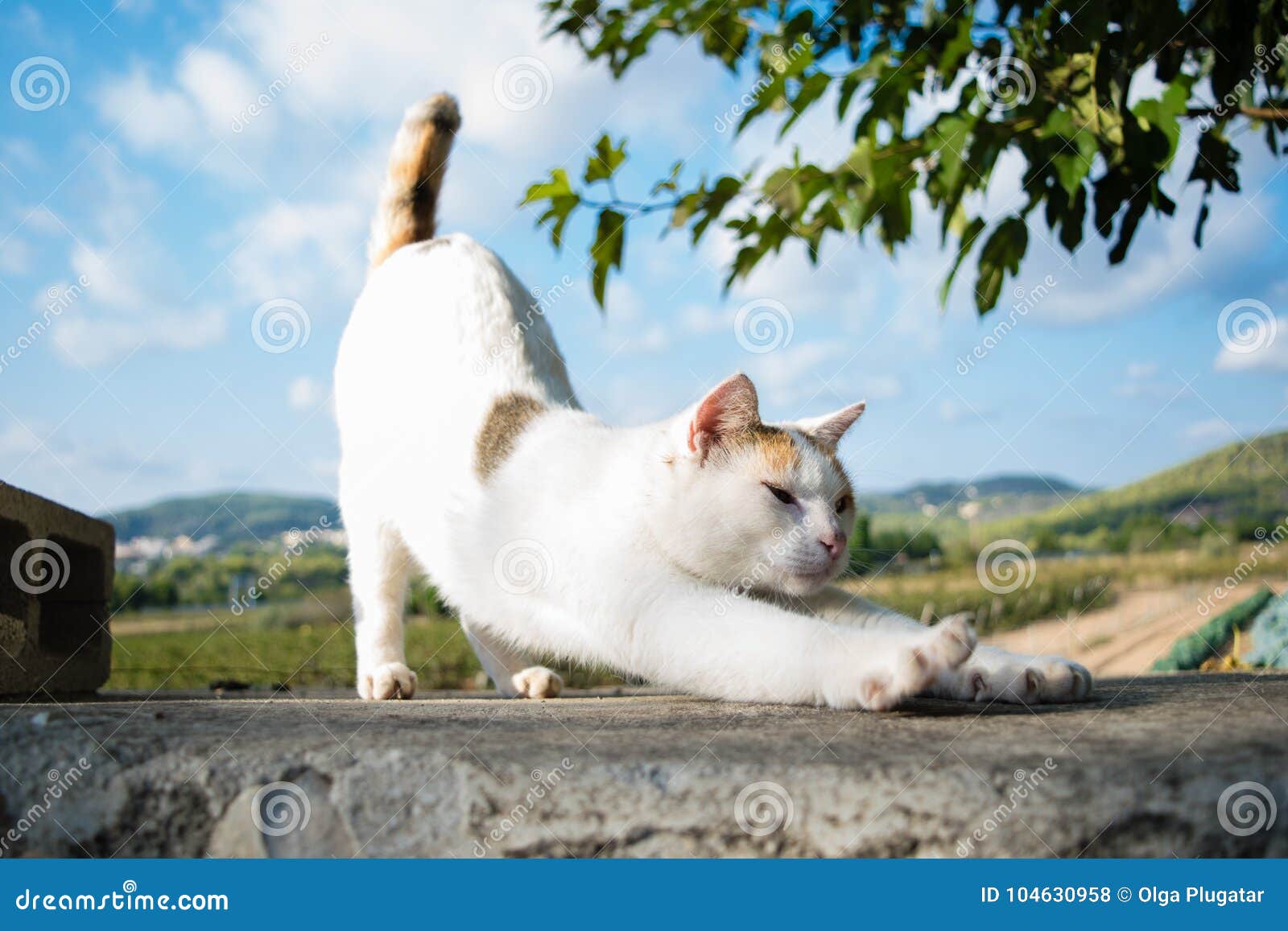O Gato Da Ioga Estica-se Que Eleva Para Trás, Bom Dia Foto de Stock -  Imagem de fofofo, gatos: 104630958