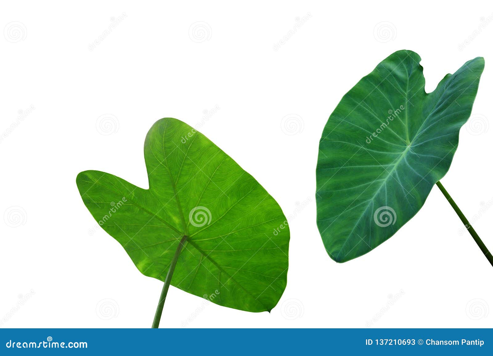 O Grande Coração Deu Forma às Folhas Verdes De Espécies Do Colocasia Da  Orelha Ou Do Taro De Elefante a Planta Tropical Da Folha Imagem de Stock -  Imagem de decorativo, recorte: