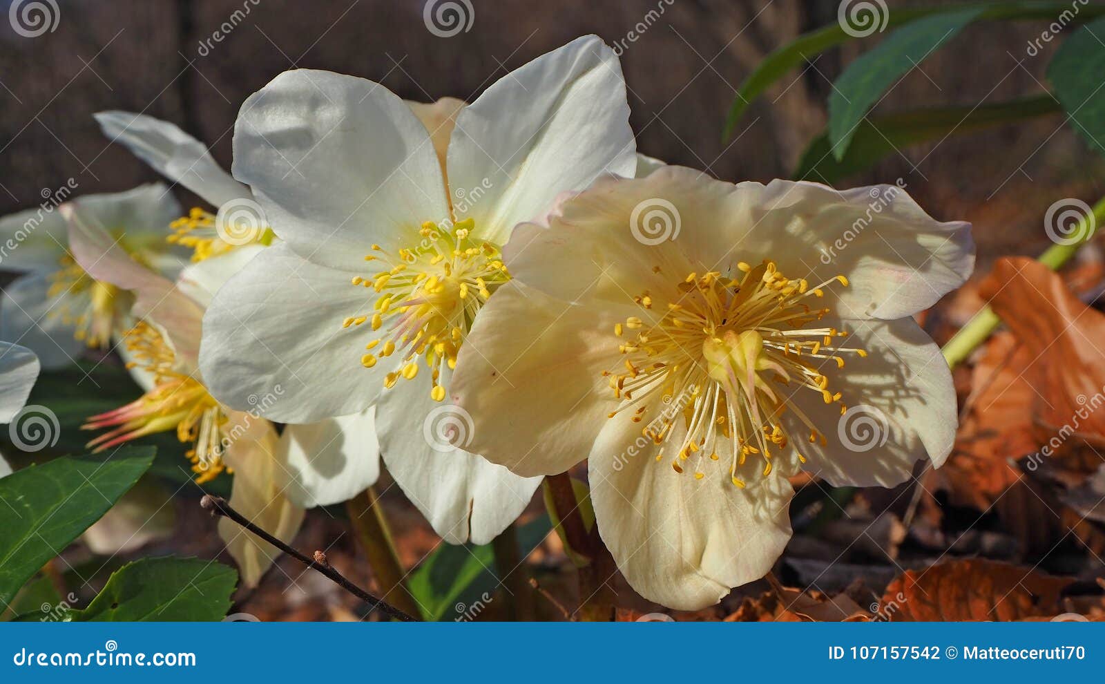 O Hellebore Preto Ou a Rosa Do Natal São Uma Planta De Florescência  Constante Sempre-verde Foto de Stock - Imagem de verde, florescer: 107157542