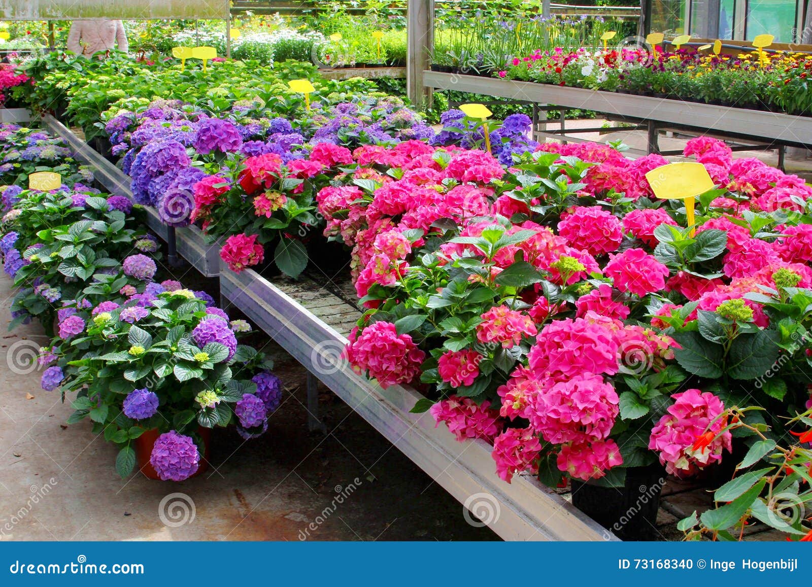 O Hortensia Do Cultivo Planta a Estufa, Países Baixos Foto de Stock -  Imagem de hortênsia, estufa: 73168340