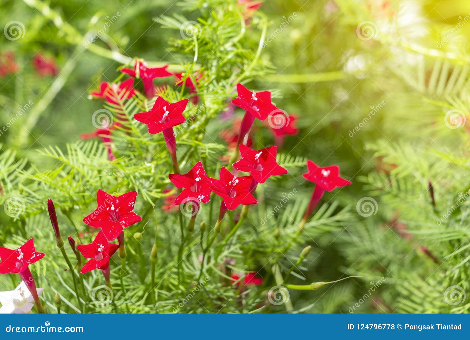 O Ipomoea De Estrela é Flores Vermelhas Minúsculas Estrela-dadas Forma E  Videira Foto de Stock - Imagem de flores, flora: 124796778