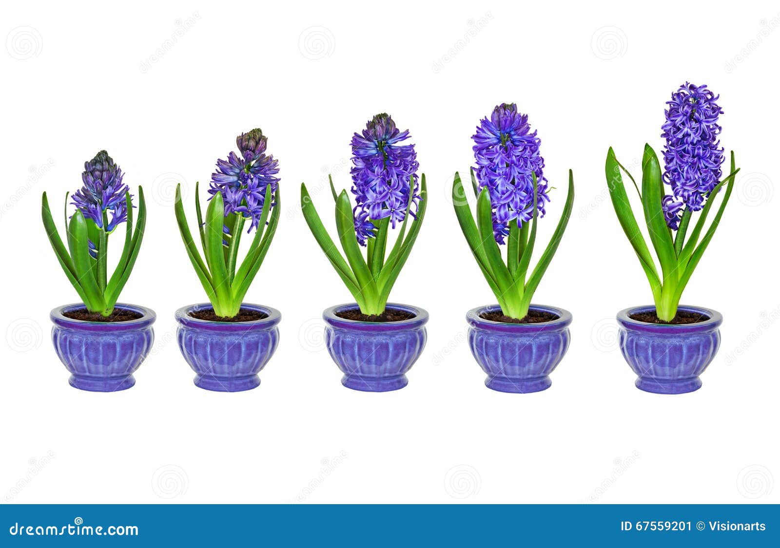 O Jacinto Roxo Floresce Em Fases Diferentes Do Crescimento Sem O Fundo  Imagem de Stock - Imagem de potenciômetro, azul: 67559201