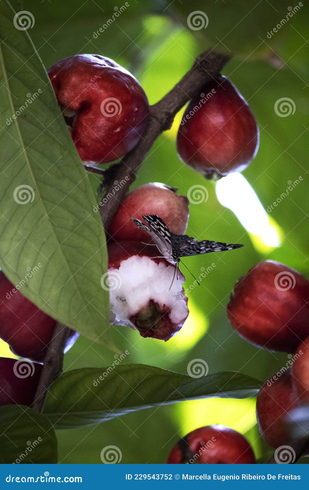 o jambo, do passaro para a borboleta