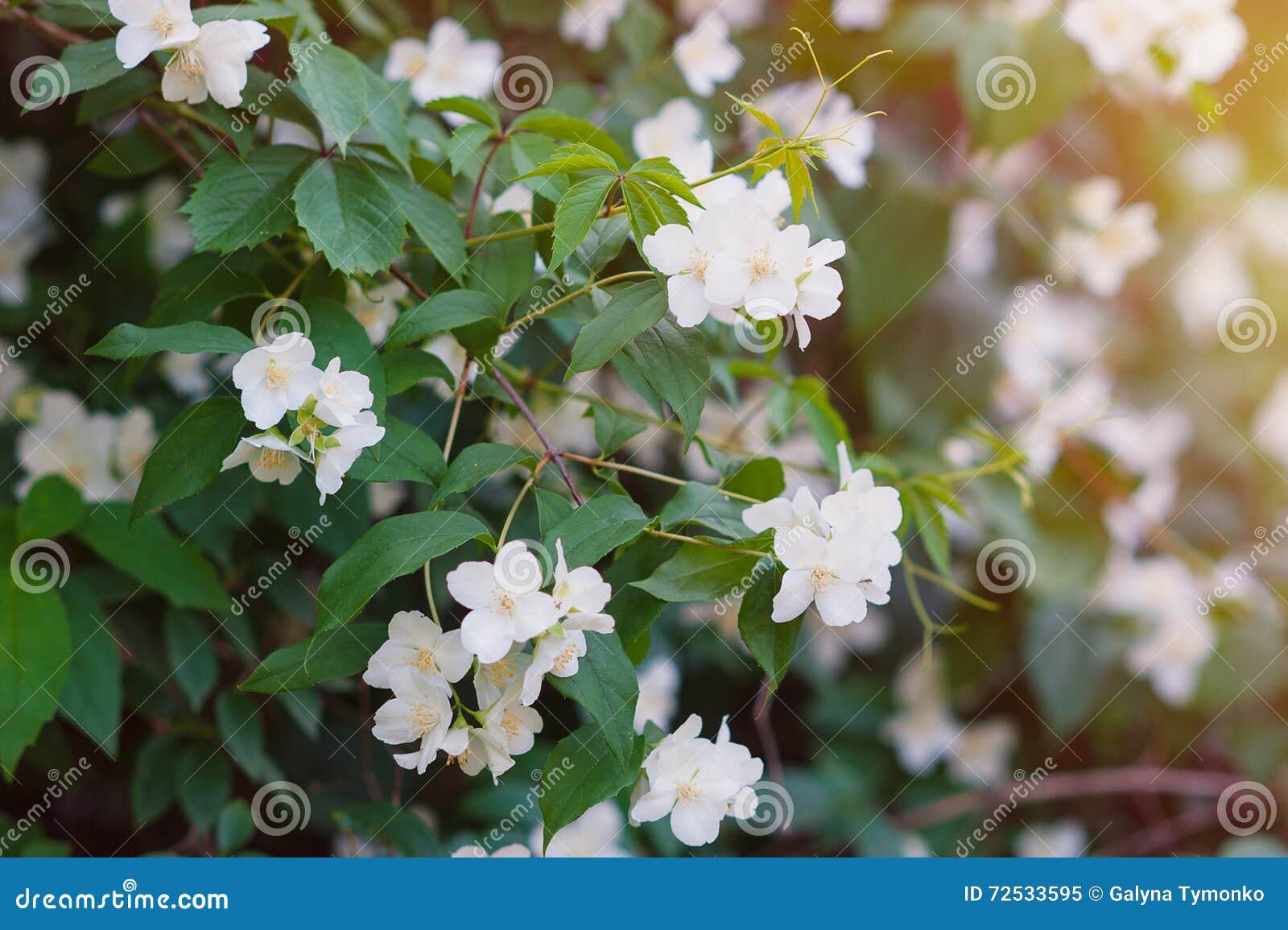 O Jasmim Branco Floresce Em Uma árvore No Parque Imagem de Stock - Imagem  de colorido, clima: 72533595