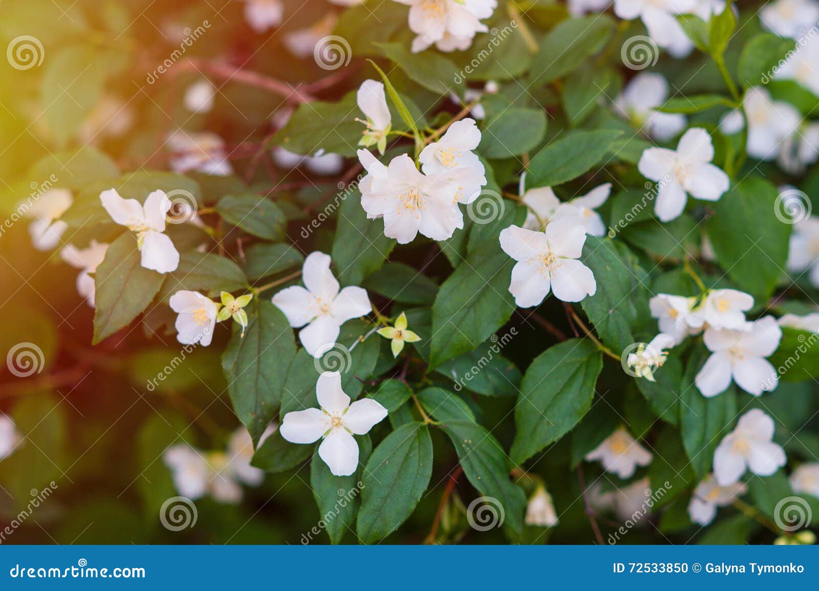 O Jasmim Branco Floresce Em Uma árvore No Parque Foto de Stock - Imagem de  inflorescência, nave: 72533850