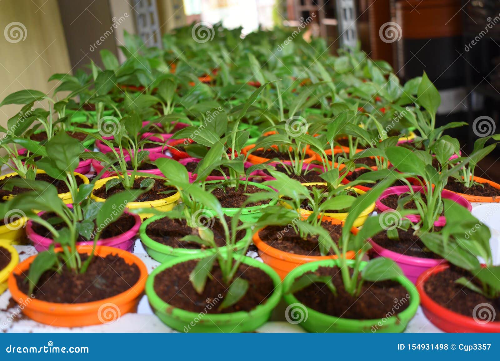 O LÍRIO DE PAZ BONITO PEQUENO PLANTA EM UM BERÇÁRIO Foto de Stock - Imagem  de horticultura, jardinar: 154931498