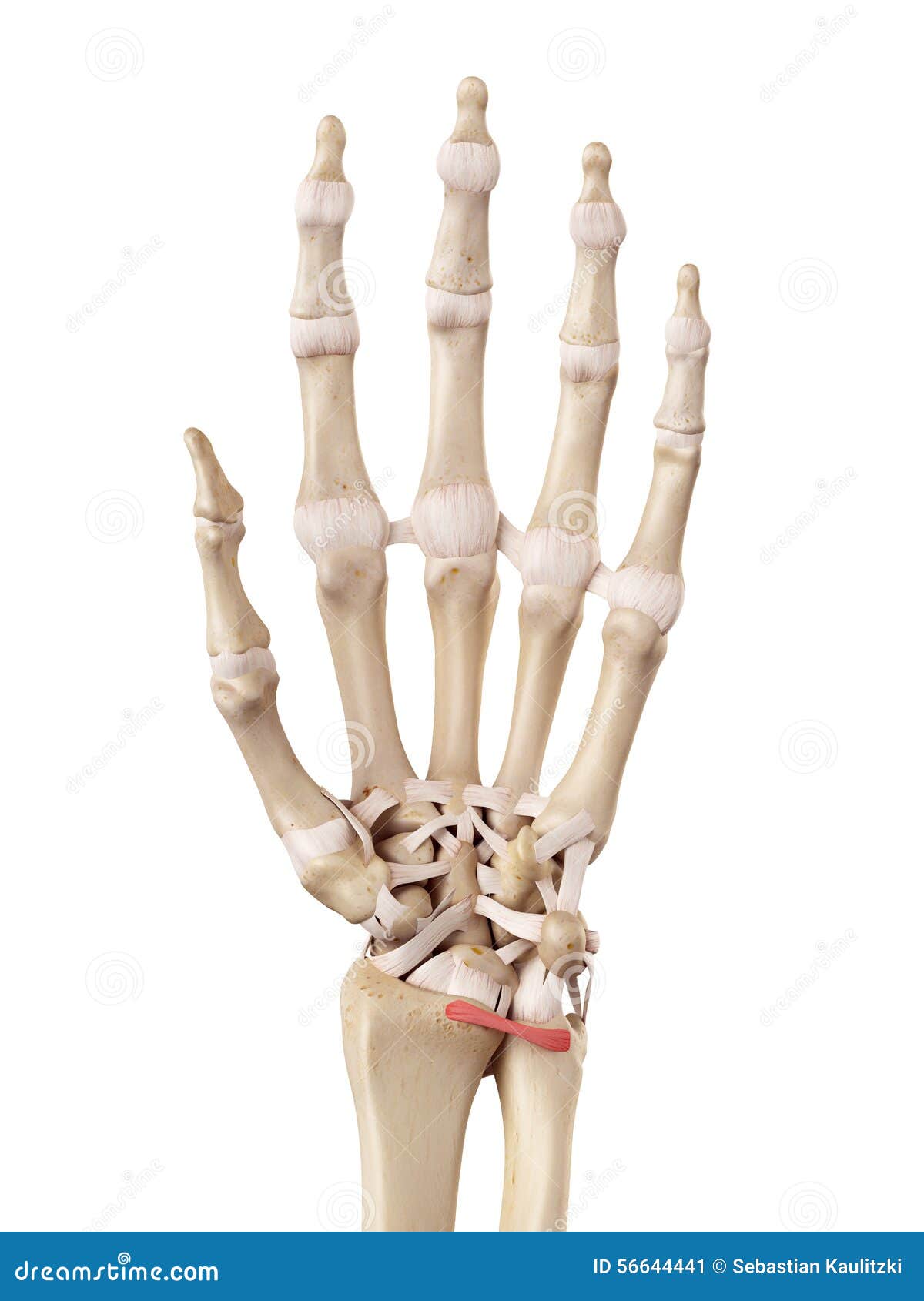 O Ligamento Radioulnar Volar Ilustração Stock - Ilustração de biologia,  branco: 56644441, image size:1200x1690