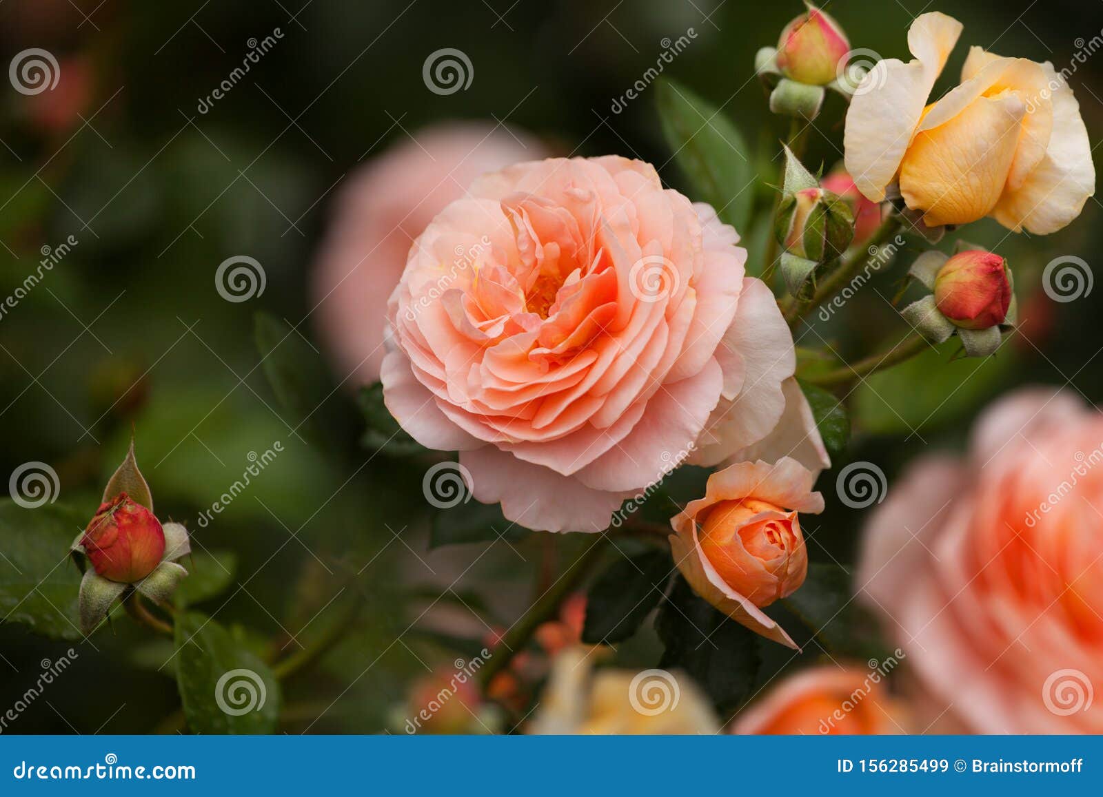 O Lindo ChÃ¡ De Coral Macio Rode Flores Em ColoraÃ§Ã£o Estreita, Cor  Rosa-de-salmÃ£o Macio Flor, Hibridizado De Afrodite Vermelho Imagem de  Stock - Imagem de naughty, borrado: 156285499