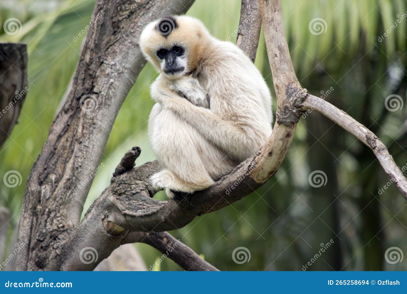 Um macaco branco com um rosto nele