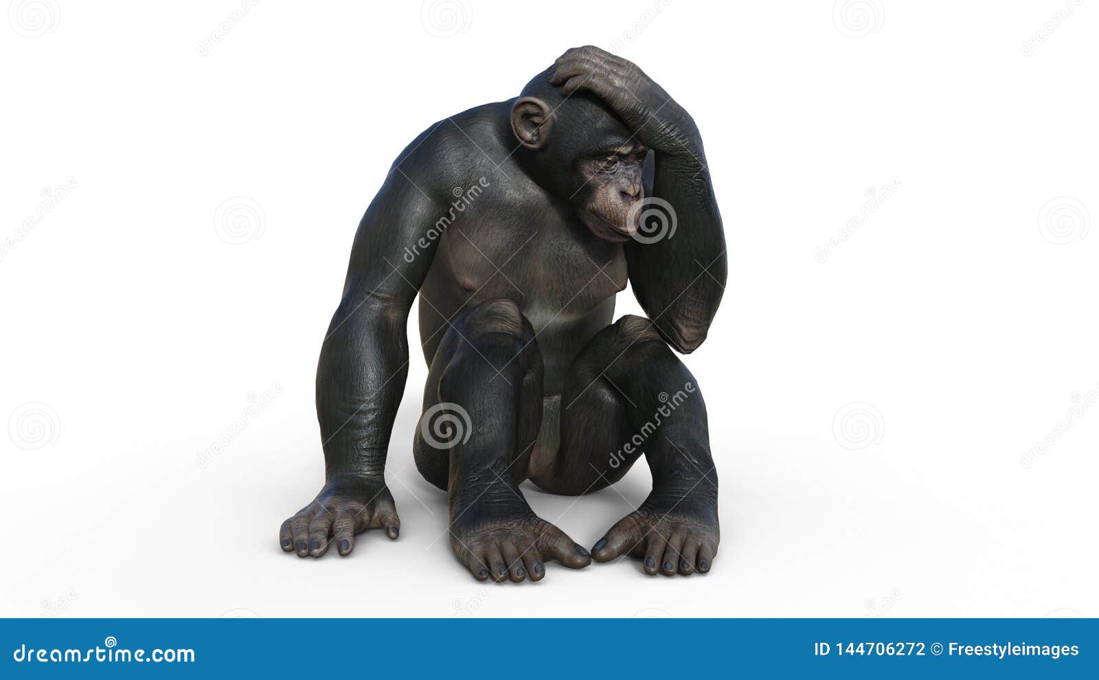 Banco de imagens : animais selvagens, mamífero, fauna, Primata, chimpanzé,  nariz, vertebrado, Macaco velho mundo, Grande macaco, Chimpanzé comum, Novo  mundo macaco 4683x3233 - - 1238636 - Imagens Gratuitas - PxHere