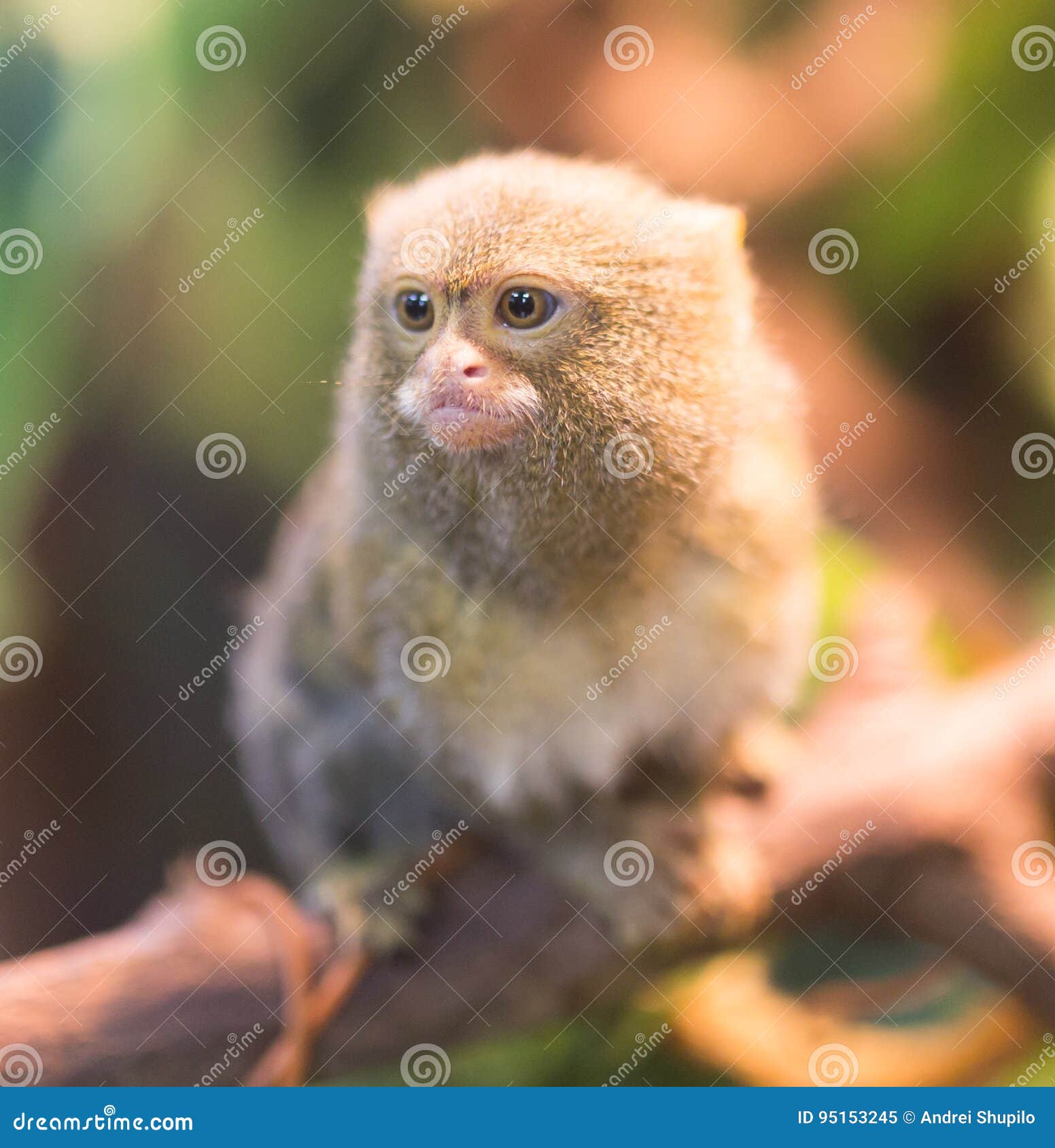 O menor macaco das Américas: Sagui-pigmeu (Cebuella pygmaea)