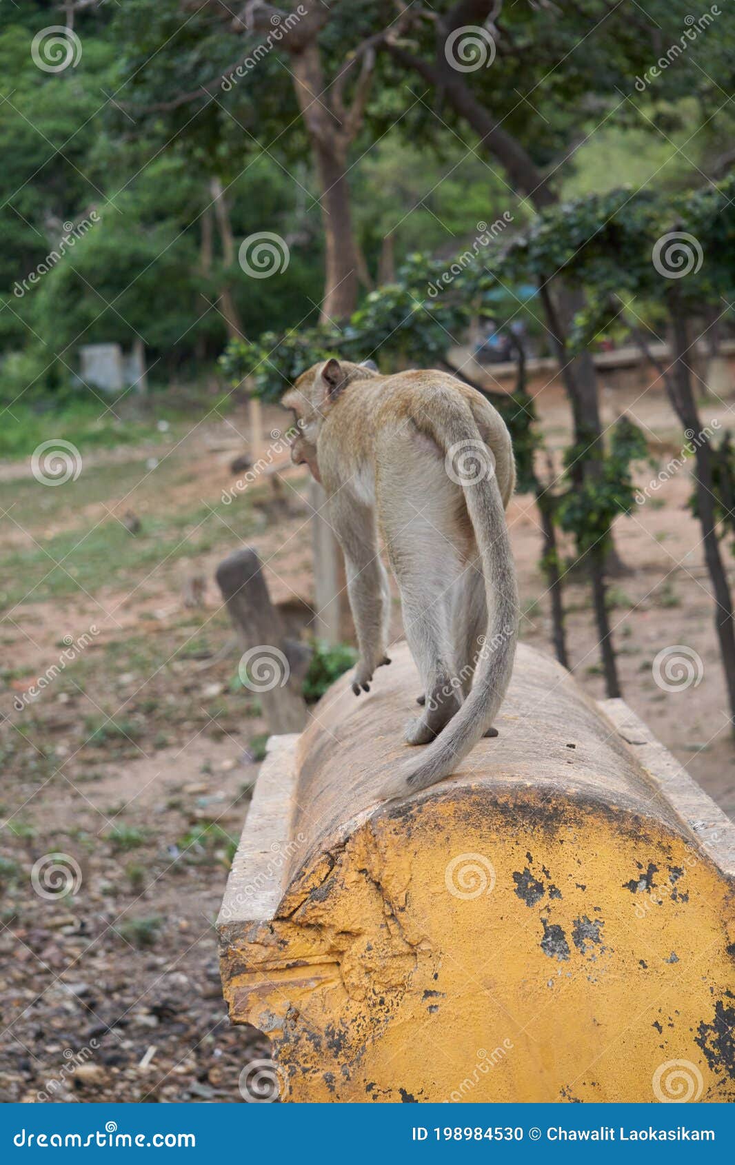 Macaco Gigante Do Chimpanzé Foto de Stock - Imagem de coma, selva: 98764908