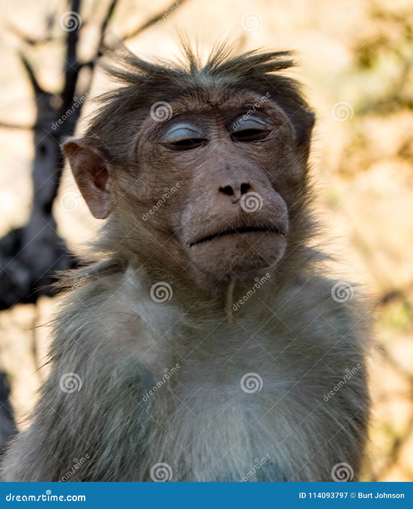 Macaco Chimpanzé Armado Olhando Para Cima Imagem de Stock - Imagem de  olhar, macaco: 266945645