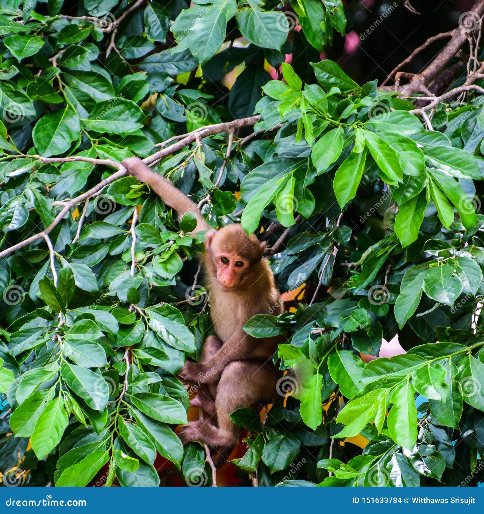 De quem evoluiu o macaco?