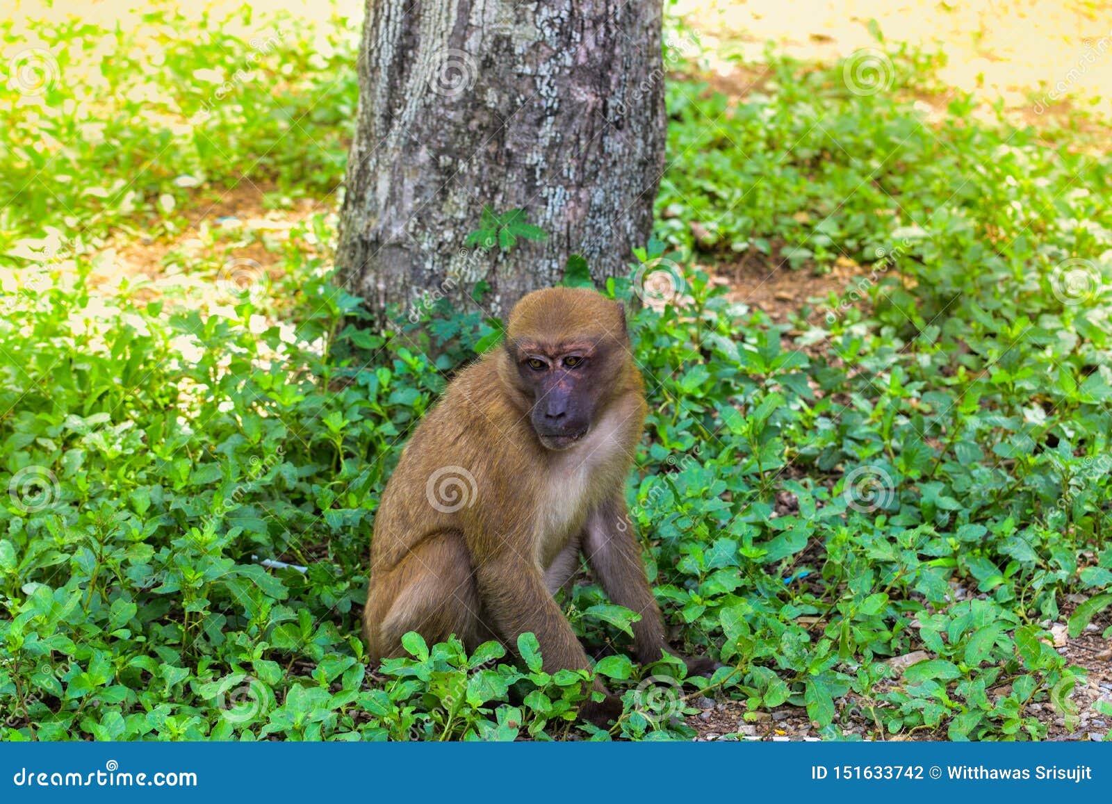 De quem evoluiu o macaco?