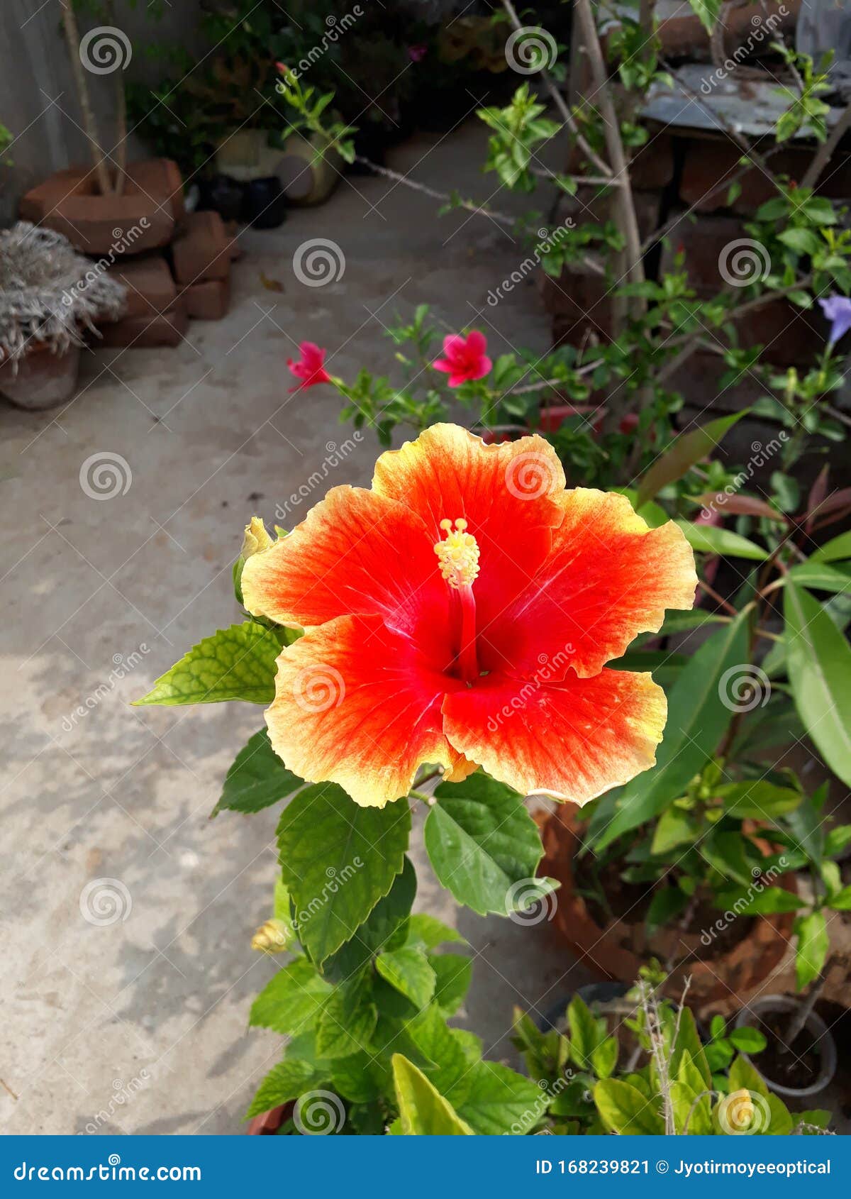 O Mais Belo Hibisco Flor Florescendo Imagem de Stock - Imagem de botânica,  exterior: 168239821