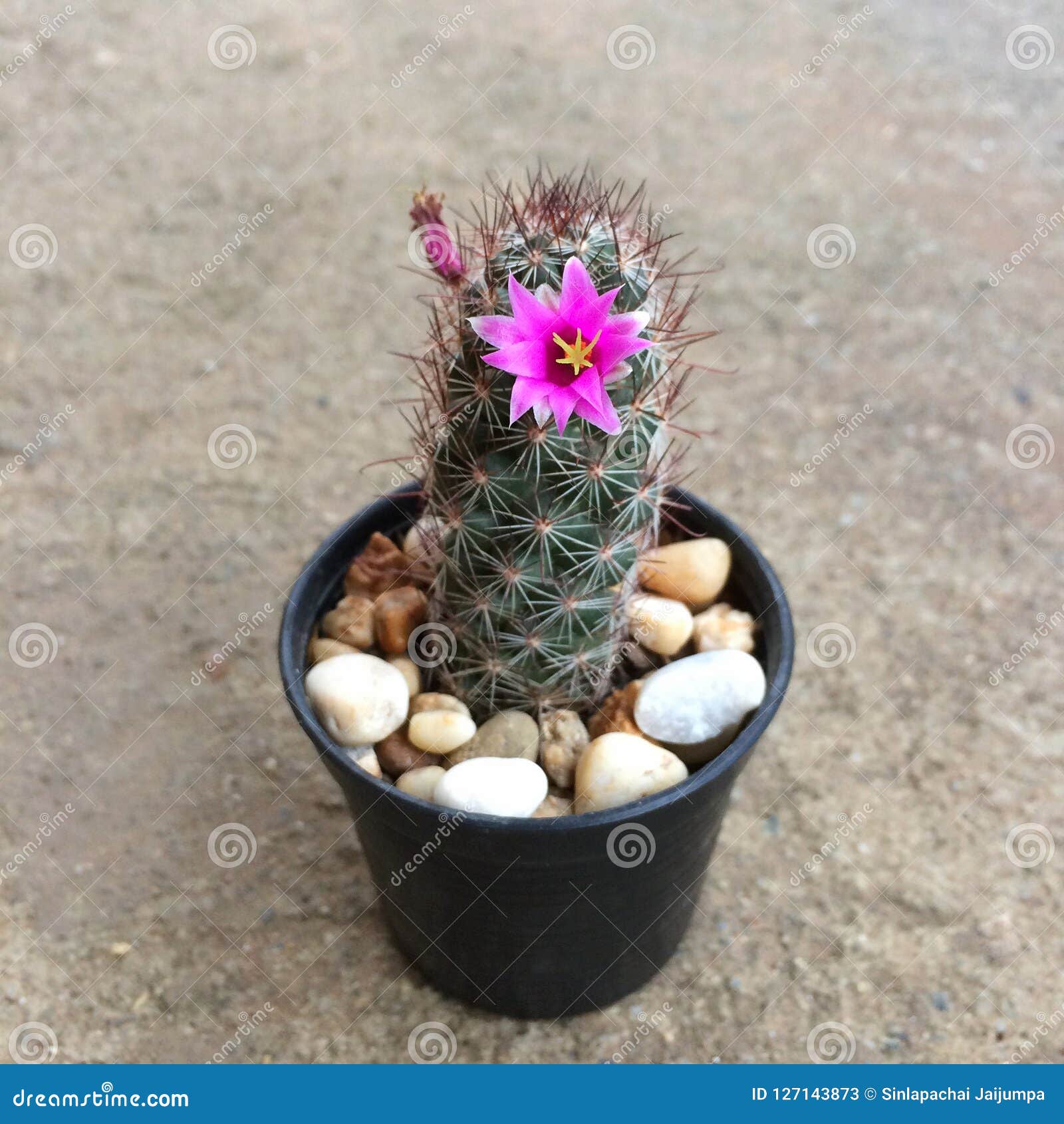 O Mazatlanensis Do Mammillaria, Cacto Tem a Flor Cor-de-rosa, Planta  Carnuda, Cactos, Cactaceae, árvore, Planta Tolerante Da Seca Imagem de  Stock - Imagem de seca, moderno: 127143873