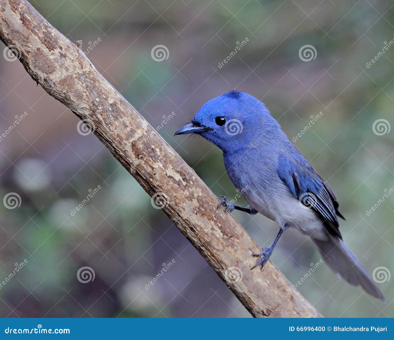 Eu quero jogar foto de stock. Imagem de querer, relaxe - 154388324