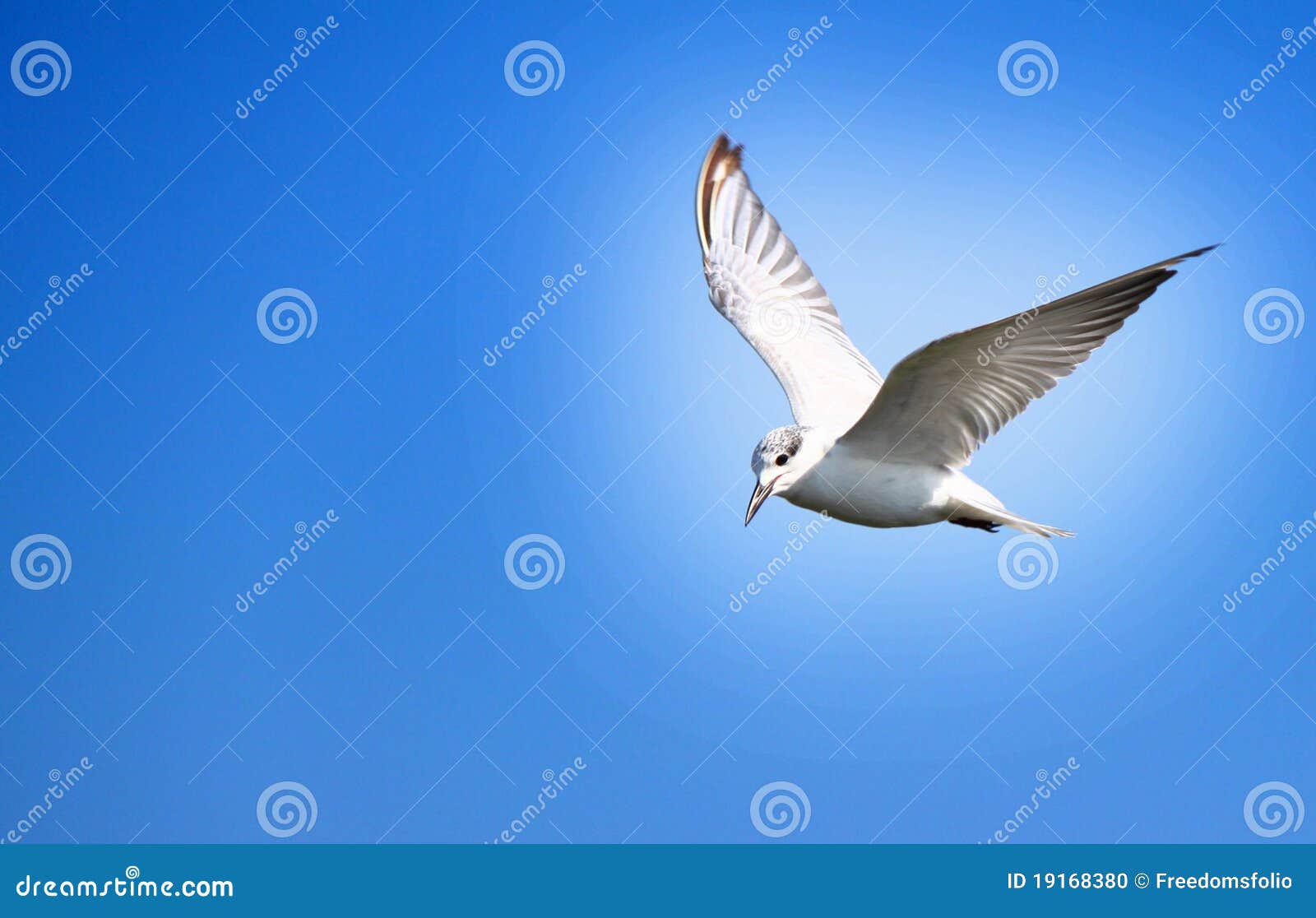 O pássaro da liberdade foto de stock. Imagem de outdoors - 19168380, image size:1600x1116