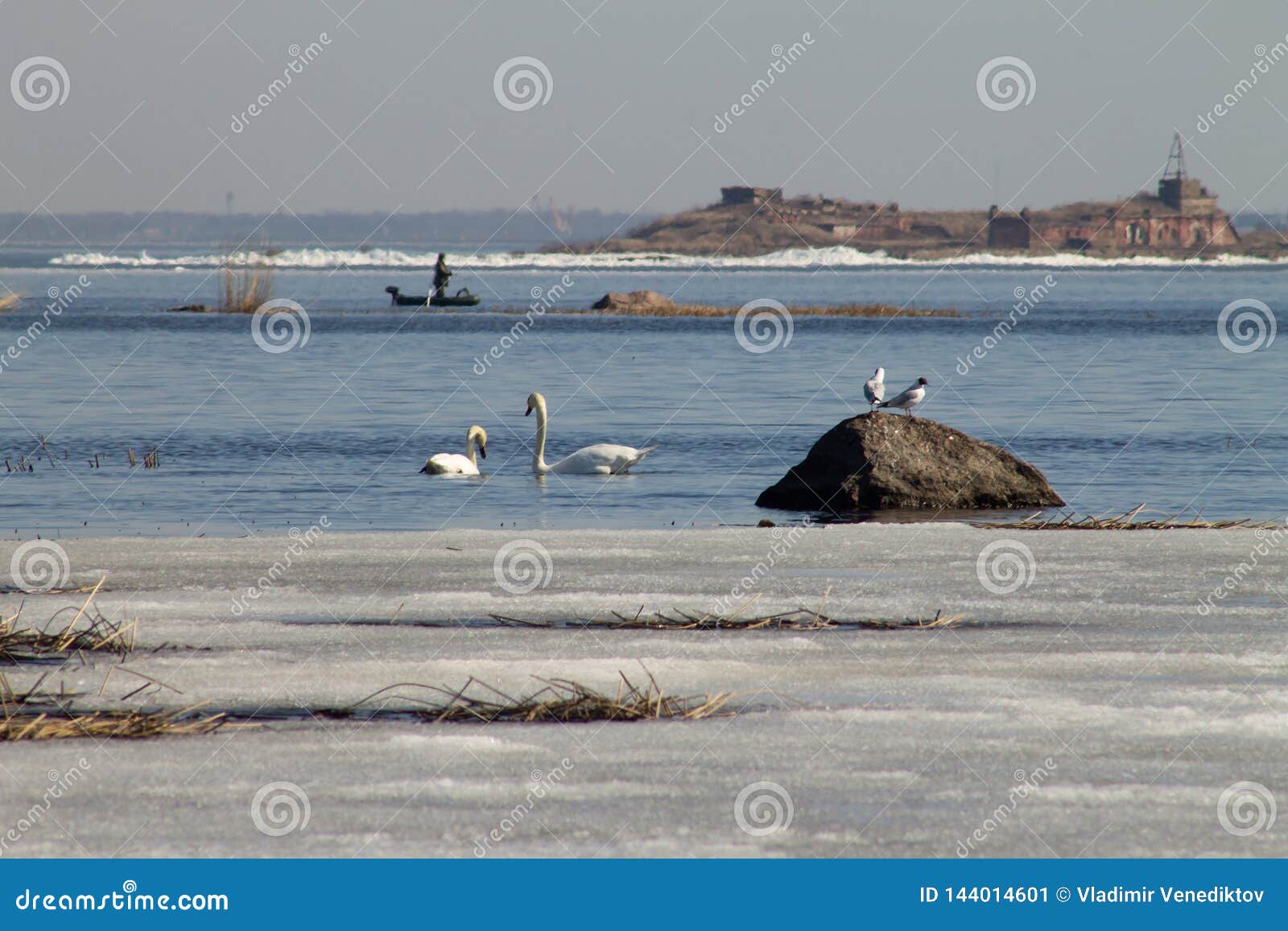 O par bonito das cisnes brancas está nadando no lago, coberto em parte com o gelo em um dia ensolarado na mola. Um par bonito das nadadas brancas das cisnes no lago, coberto parcialmente com o gelo em um dia de mola ensolarado