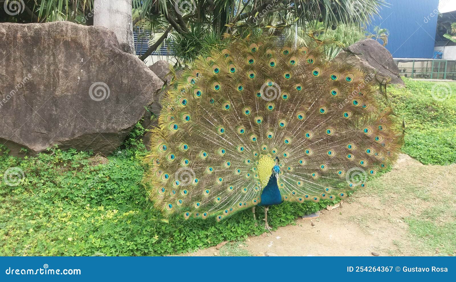 peacock at parque pedra cebola, vitÃÂ³ria
