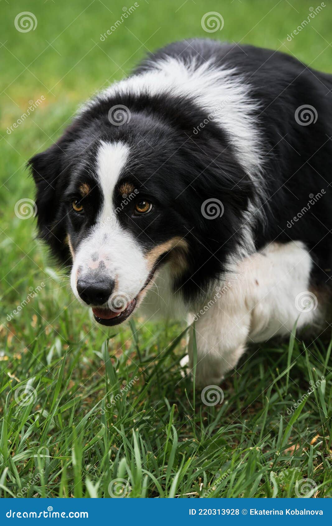 O Pastor Inglês é O Mais Inteligente Do Mundo. Collie Da Fronteira Marrom  No Treinamento De Serviço De Pastoreio Fica Feliz Sob a Imagem de Stock -  Imagem de amizade, animais: 215435891