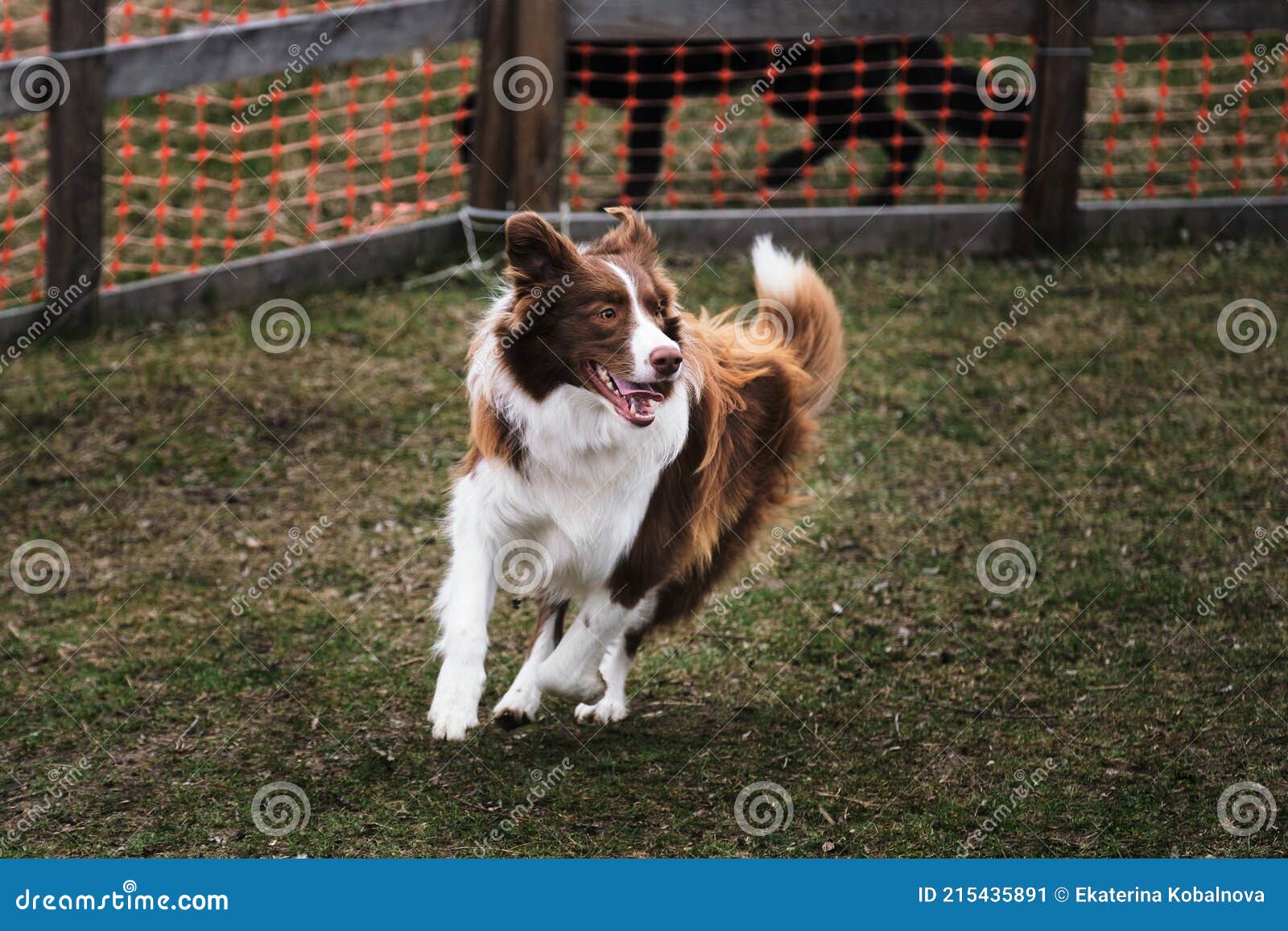 O Pastor Inglês é O Mais Inteligente Do Mundo. Collie Da Fronteira Marrom  No Treinamento De Serviço De Pastoreio Fica Feliz Sob a Imagem de Stock -  Imagem de amizade, animais: 215435891