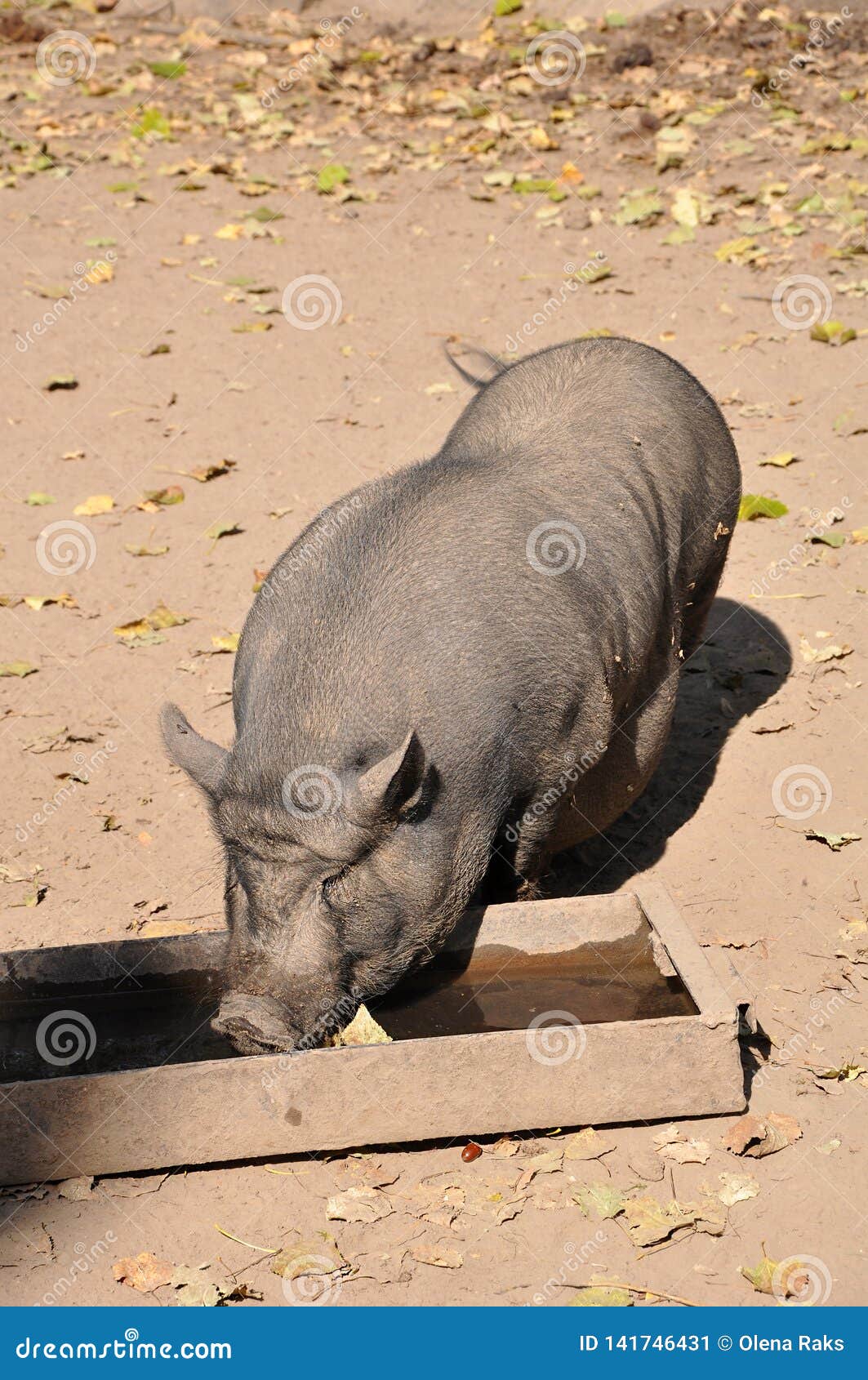 O porco potenciômetro-inchado vietnamiano bebe a água. O porco potenciômetro-inchado vietnamiano gordo está bebendo a água da bacia do metal na terra