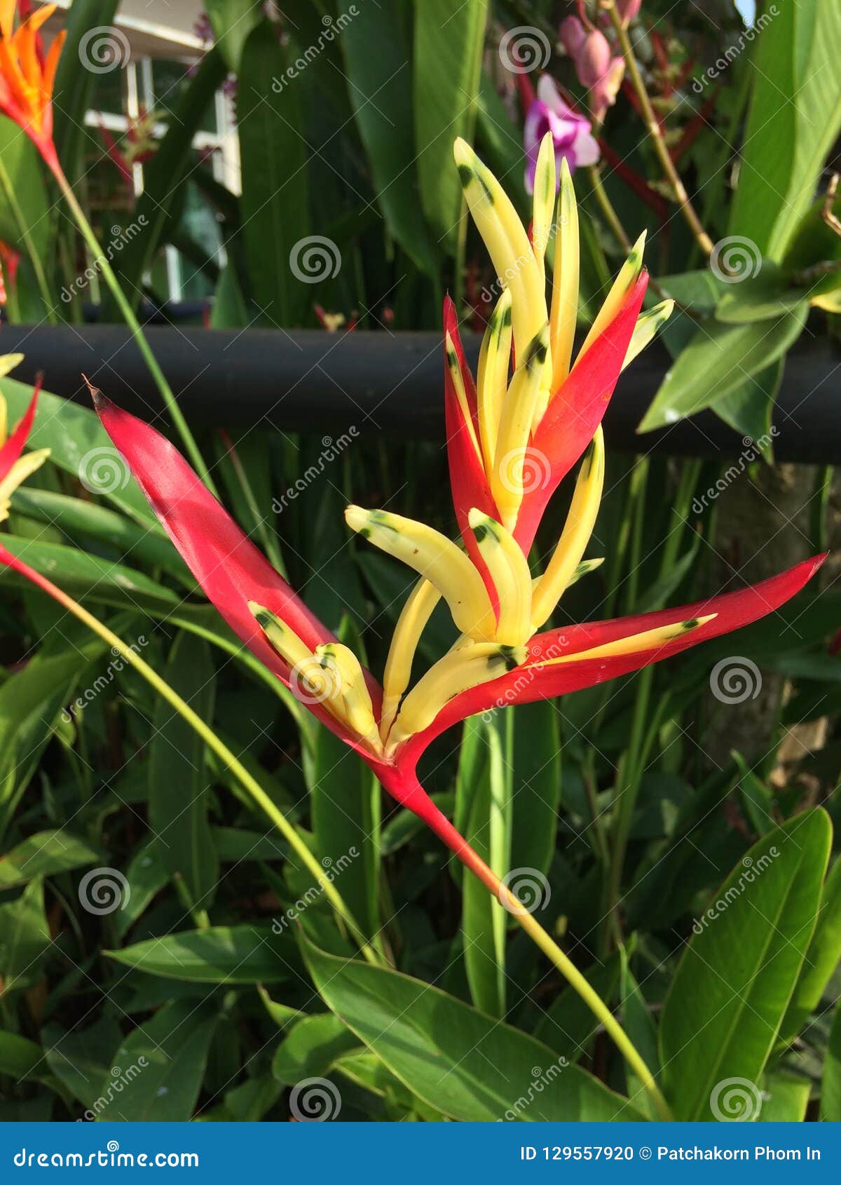 download heliconia psittacorum viridi for free download heliconia psittacorum viridi for free
