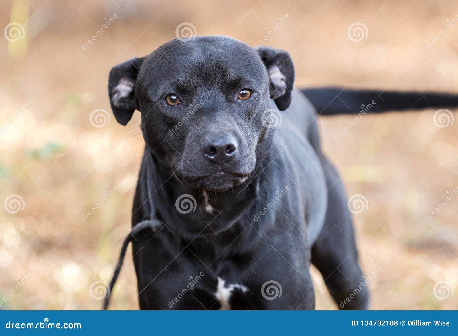 Adulto Branco Boxer Cão Feminino Gênero fotos, imagens de