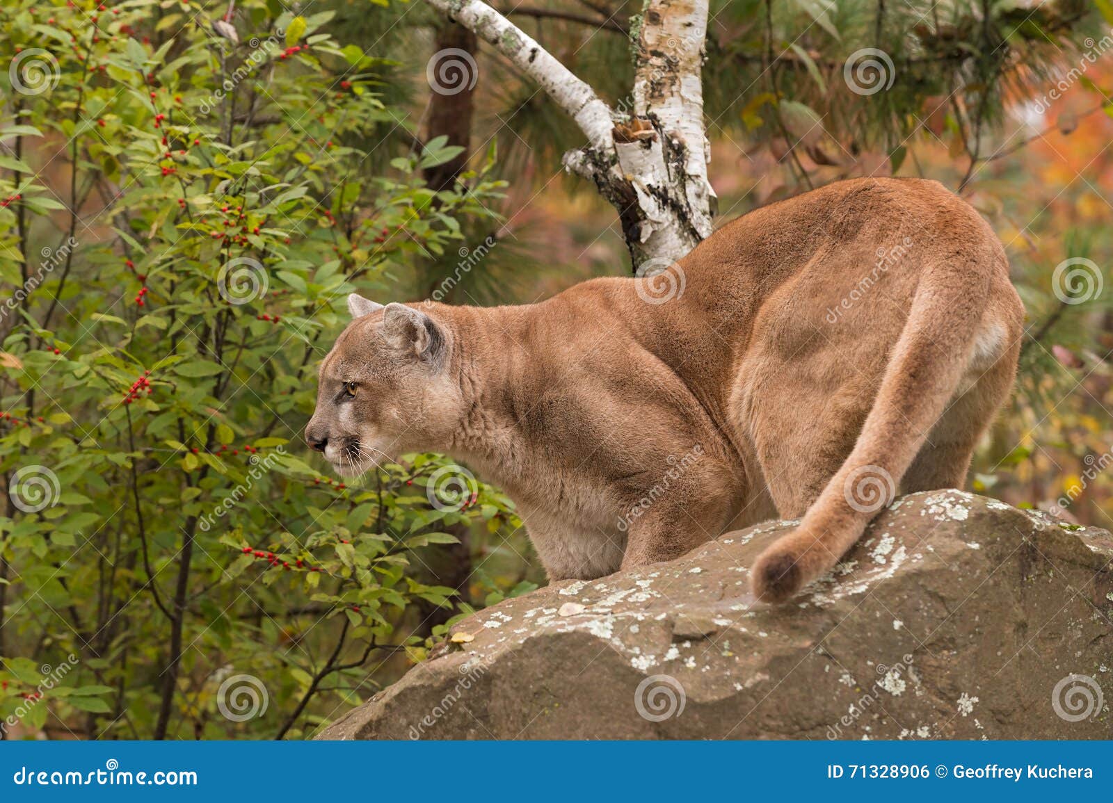 puma laço atras