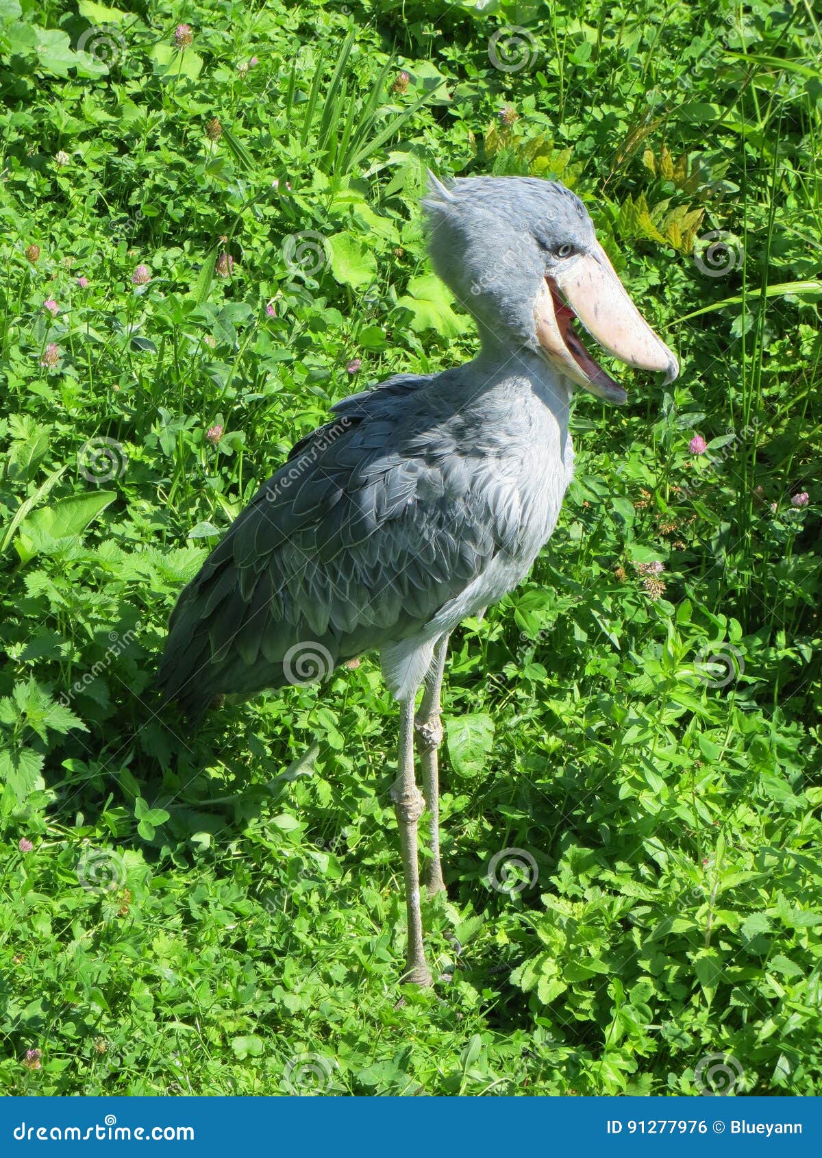 O Pássaro Africano De Shoebill Foto de Stock - Imagem de ambiente