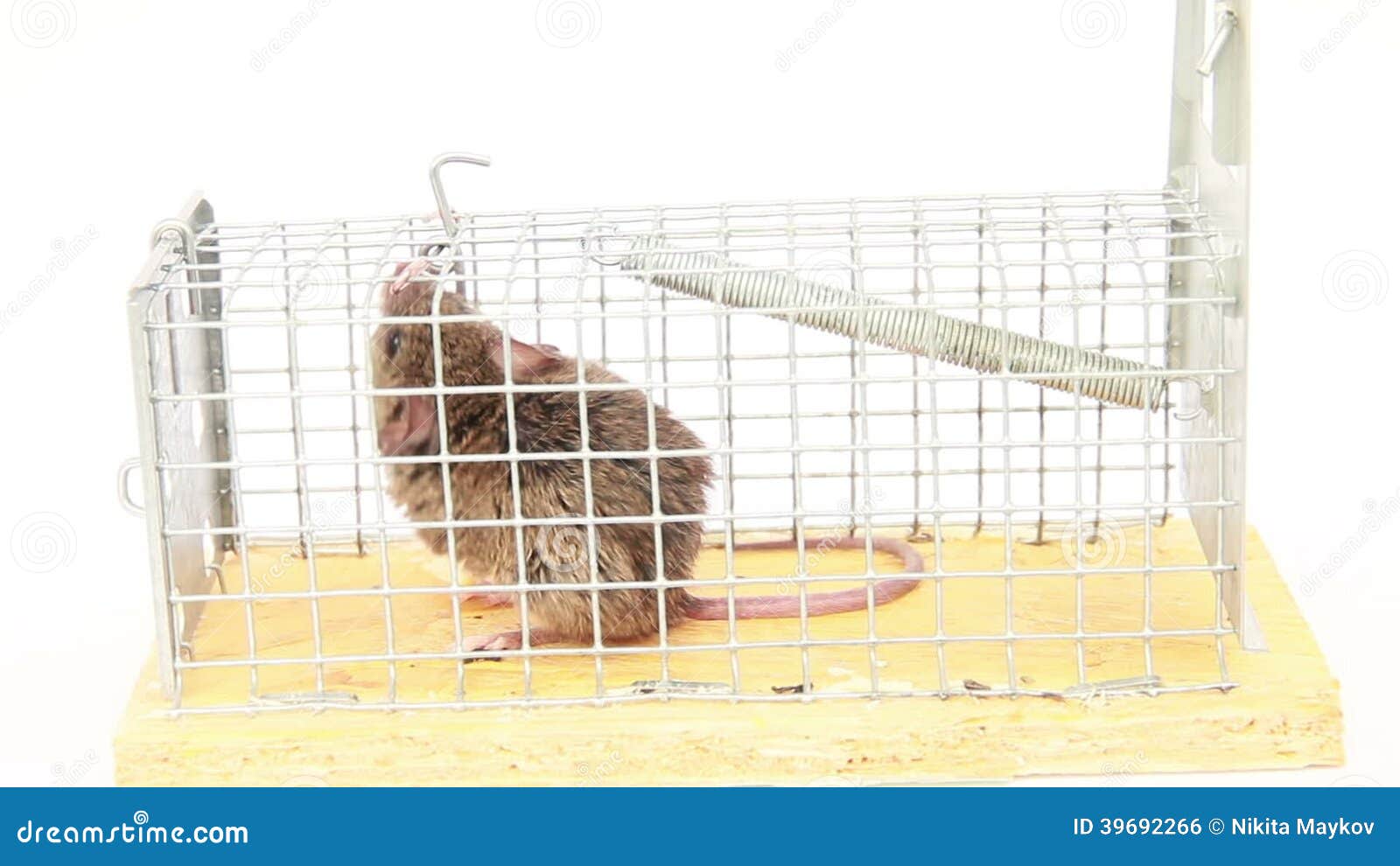 O rato do tamanho de um bebê capturado em jardim na Inglaterra