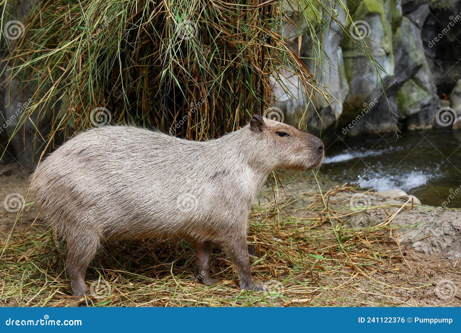 O rato gigante capivara é um animal fofo no jardim