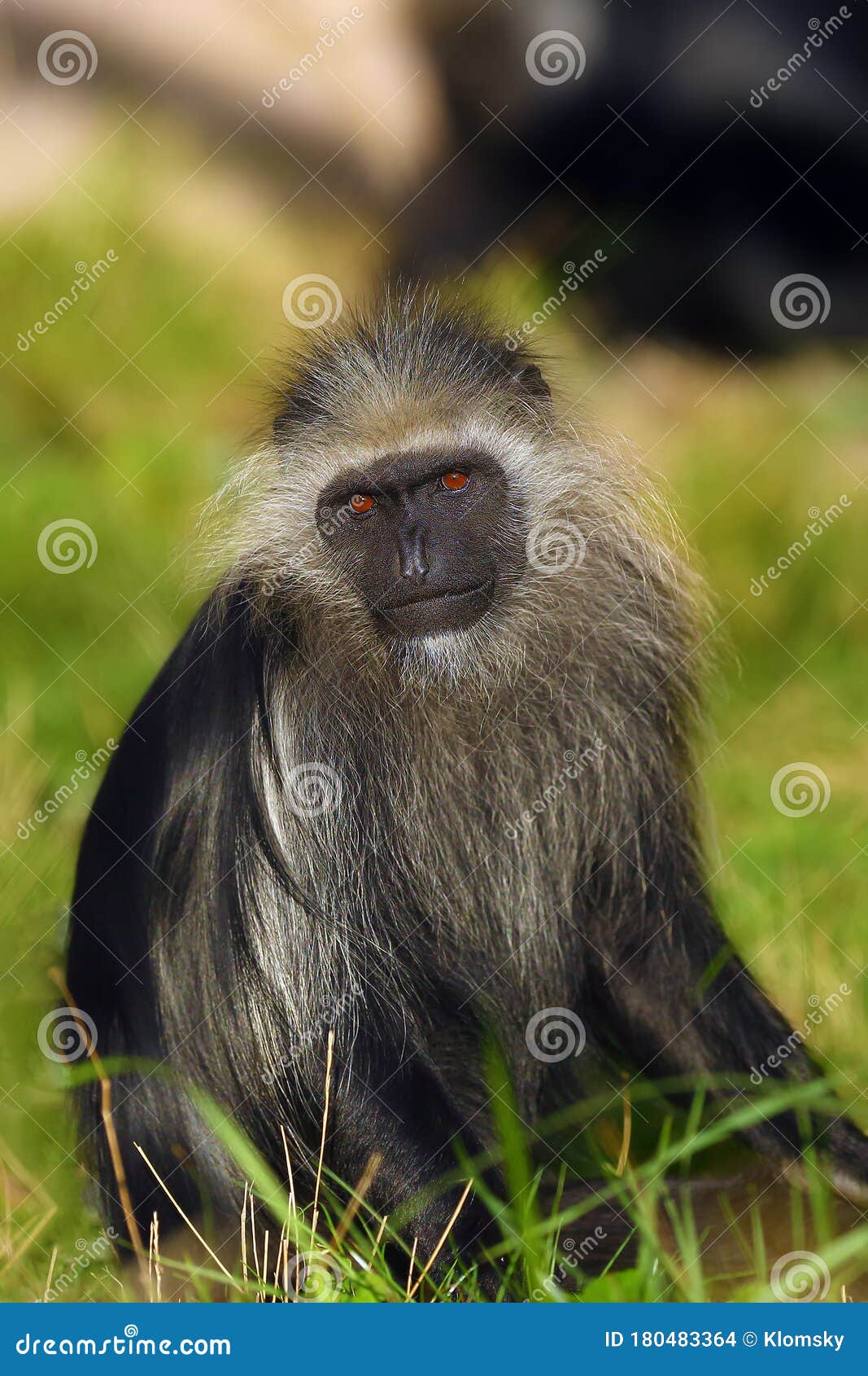 Foto Macaco branco e preto na grama verde durante o dia – Imagem