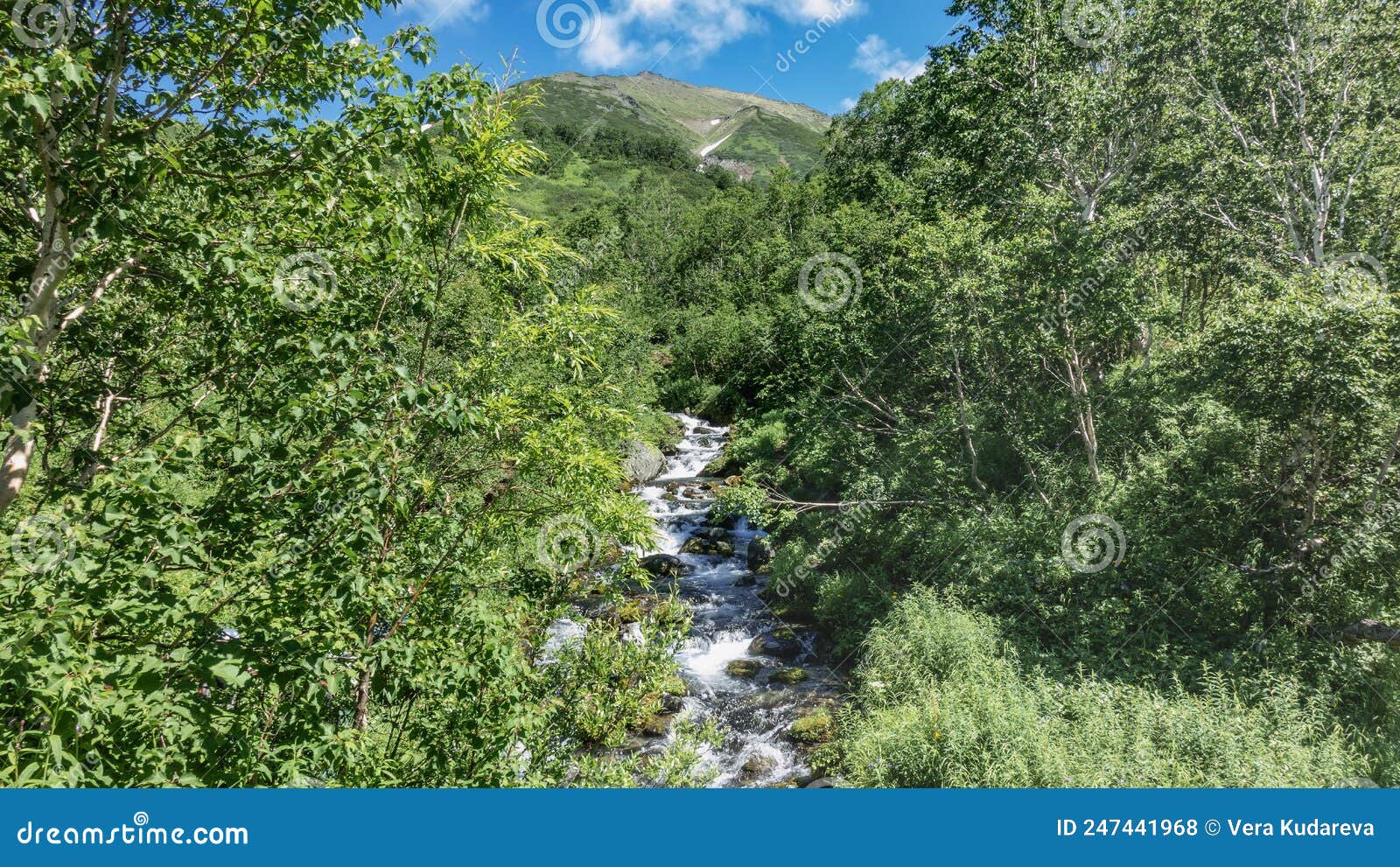 Linda imagem de um pequeno riacho em uma floresta verde exuberante banco de  imagens