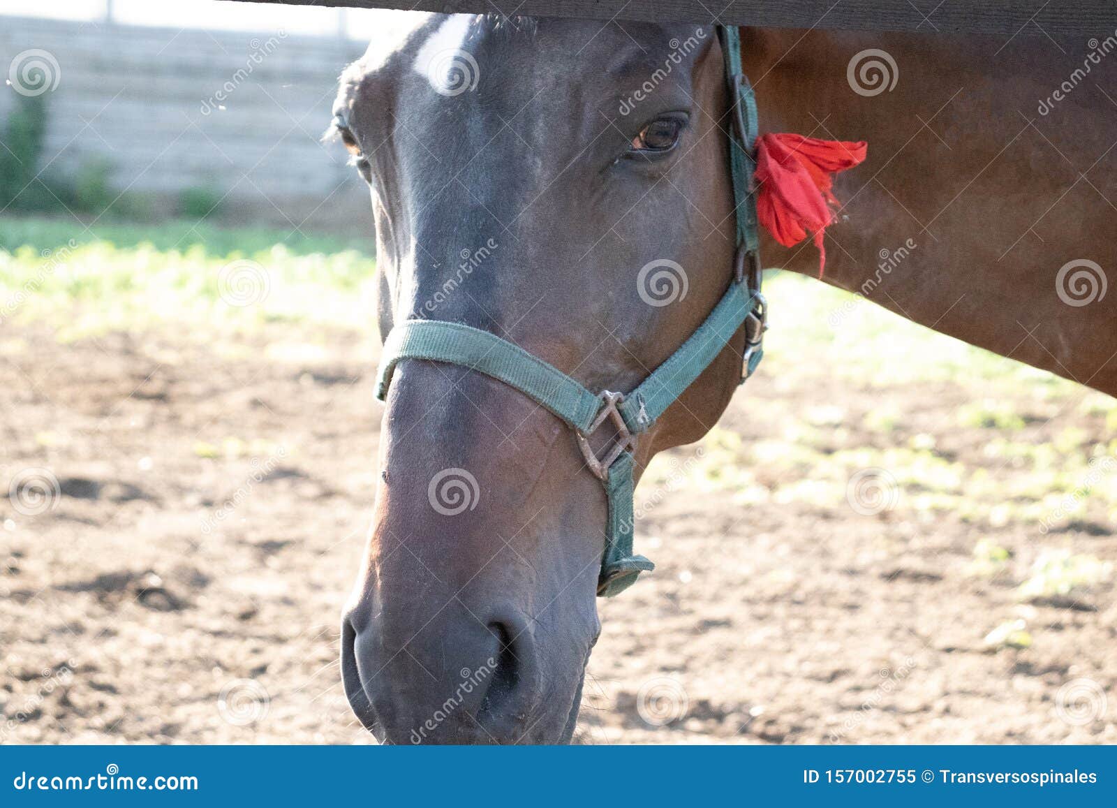 190 Fotos de Stock de Meia Cara Do Cavalo - Fotos de Stock Gratuitas e Sem  Fidelização a partir da Dreamstime