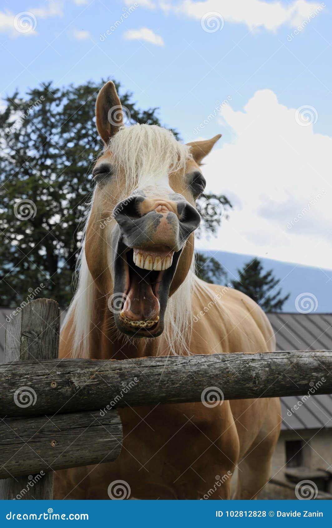 Cavalo a sorrir fotos, imagens de © melory #10253572