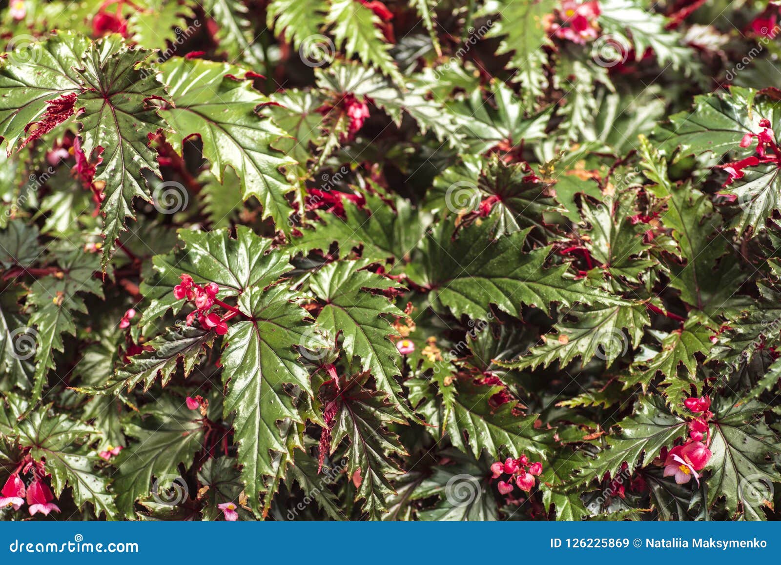 O Verde Fresco Deixa As Veias Vermelhas De Begonia Plant, Folha Da Begônia  Imagem de Stock - Imagem de elemento, textura: 126225869