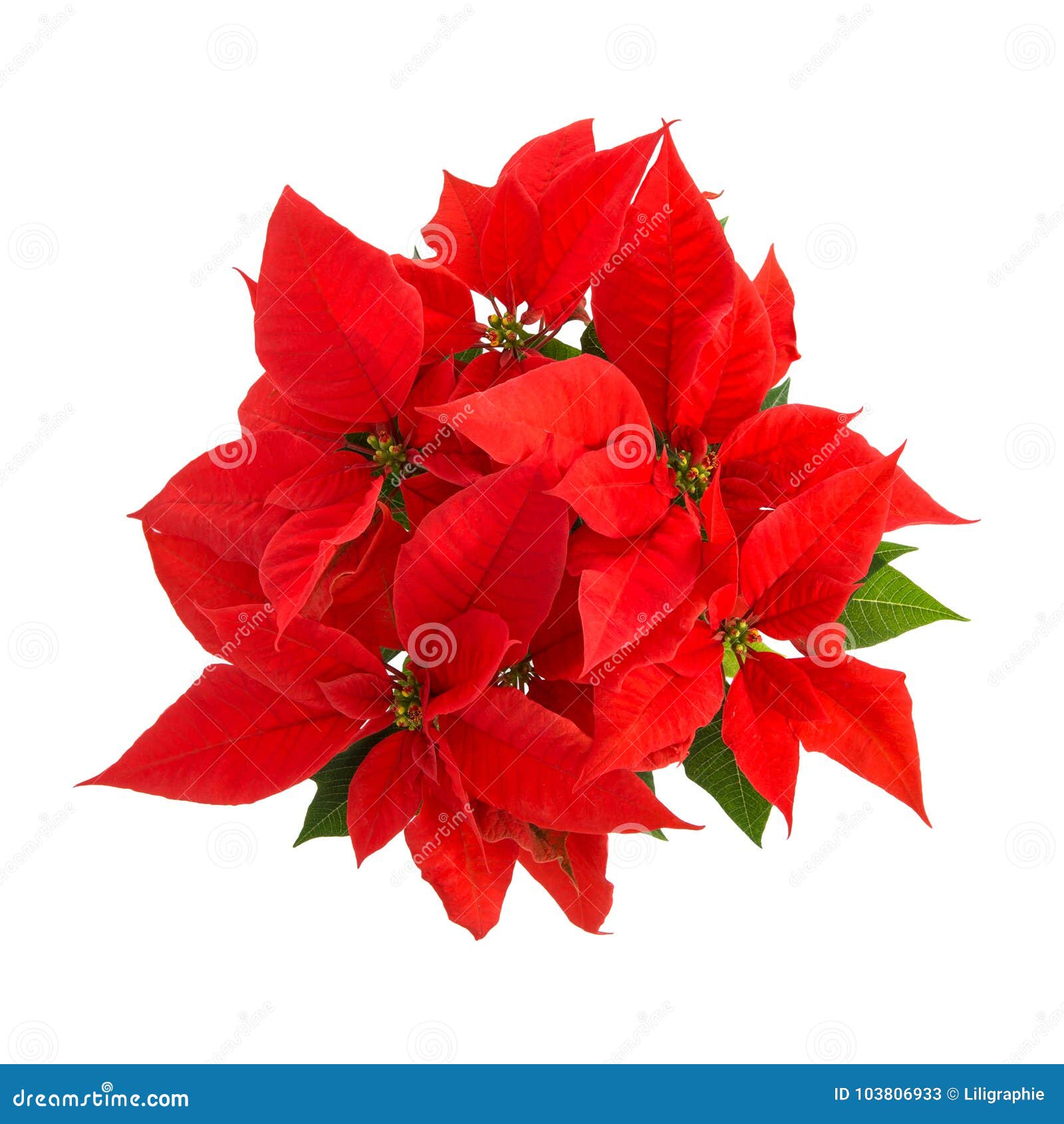 O Verde Vermelho Da Poinsétia Deixa O Branco Isolado Flor Do Natal Para  Trás Imagem de Stock - Imagem de isolado, inverno: 103806933