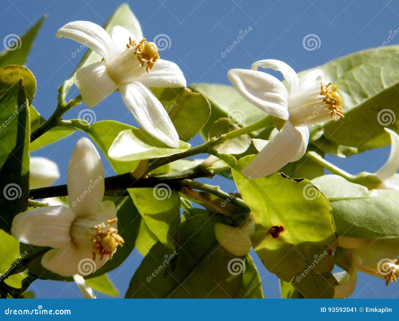 O Yehuda La Flor 2011 Del Pomelo Imagen de archivo Imagen de hojas