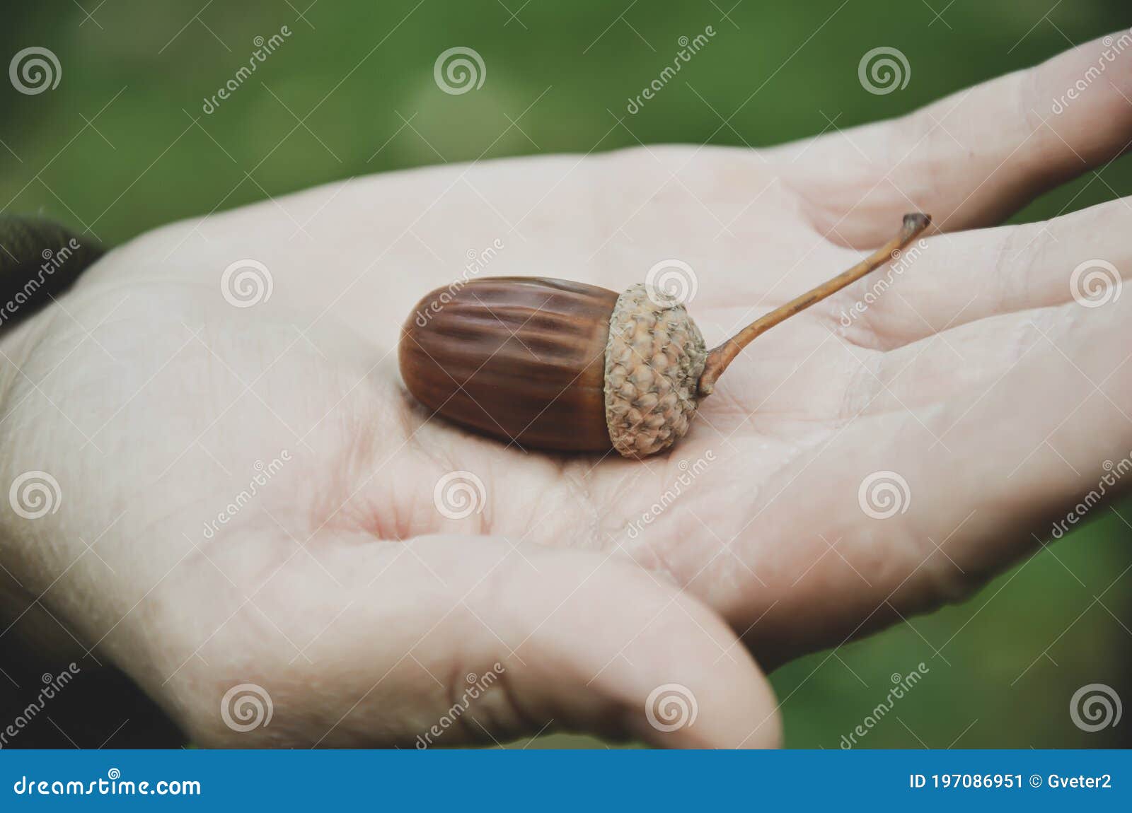 Oak Acorn on the Open Palm of a Woman Stock Image - Image of autumn ...
