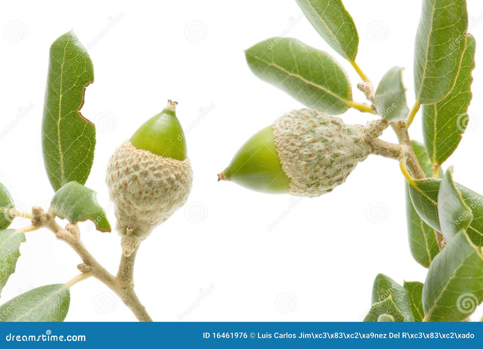 Oak acorns stock photo. Image of wood, green, nutrition 16461976