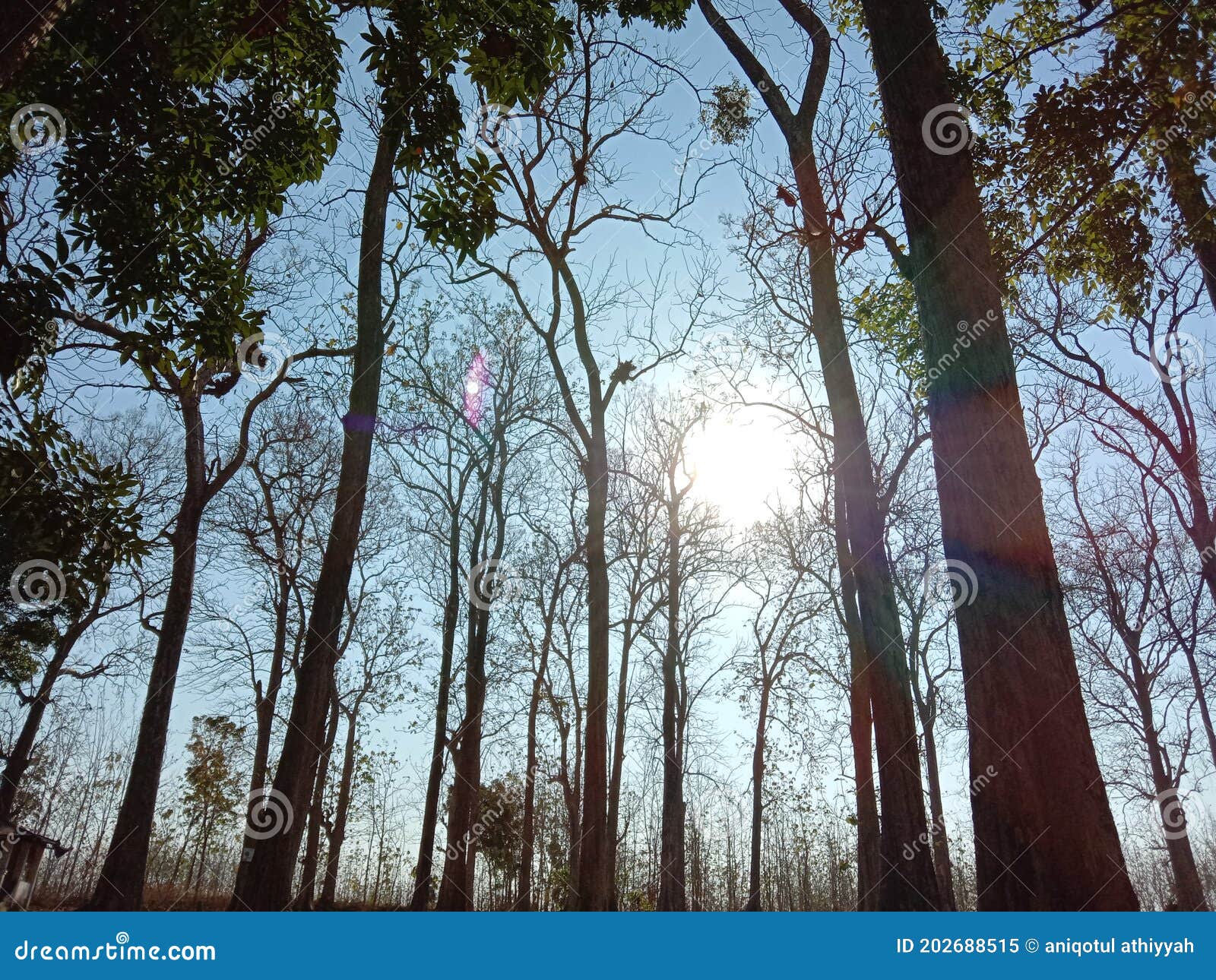The Oak with All the Leaves Falling Off Stock Image Image of